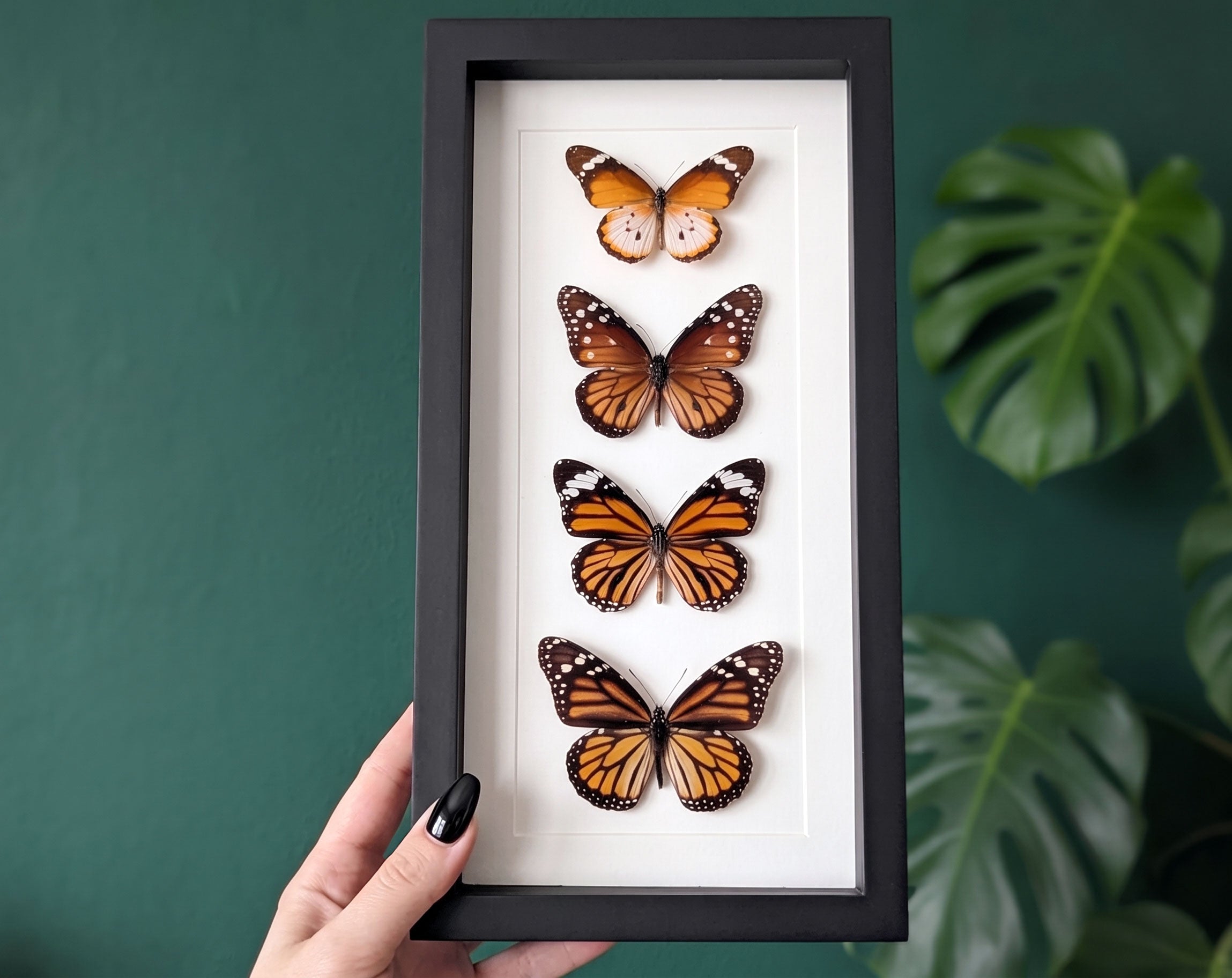 Monarch Falter Quartett | Vier echte Schmetterlinge im Rahmen