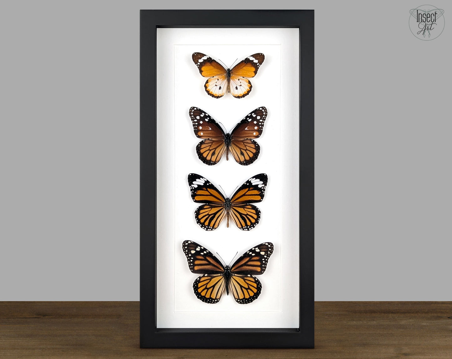 Monarch Falter Quartett | Vier echte Schmetterlinge im Rahmen