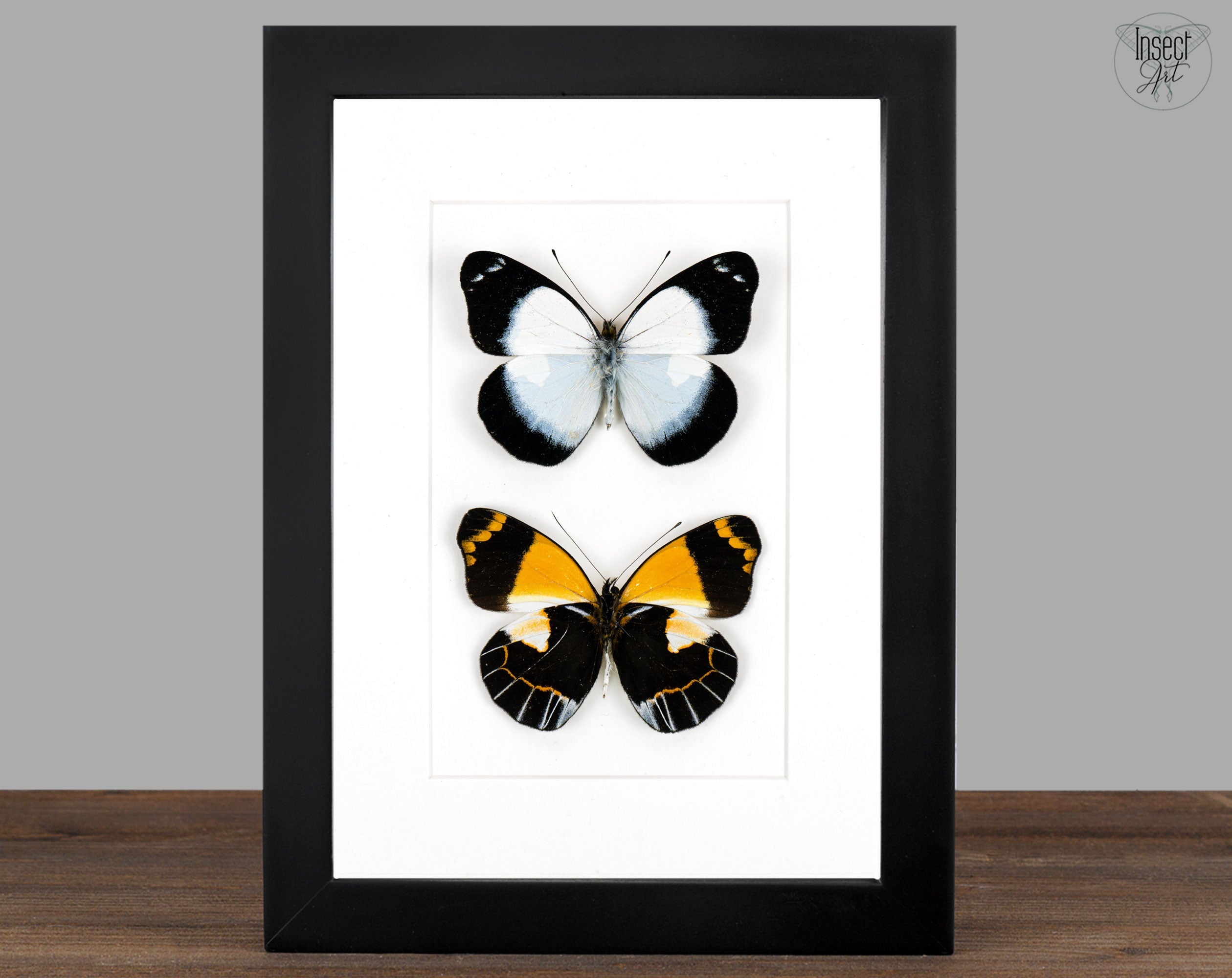 Delias meeki DUO  Schmetterling im Rahmen InsectArt