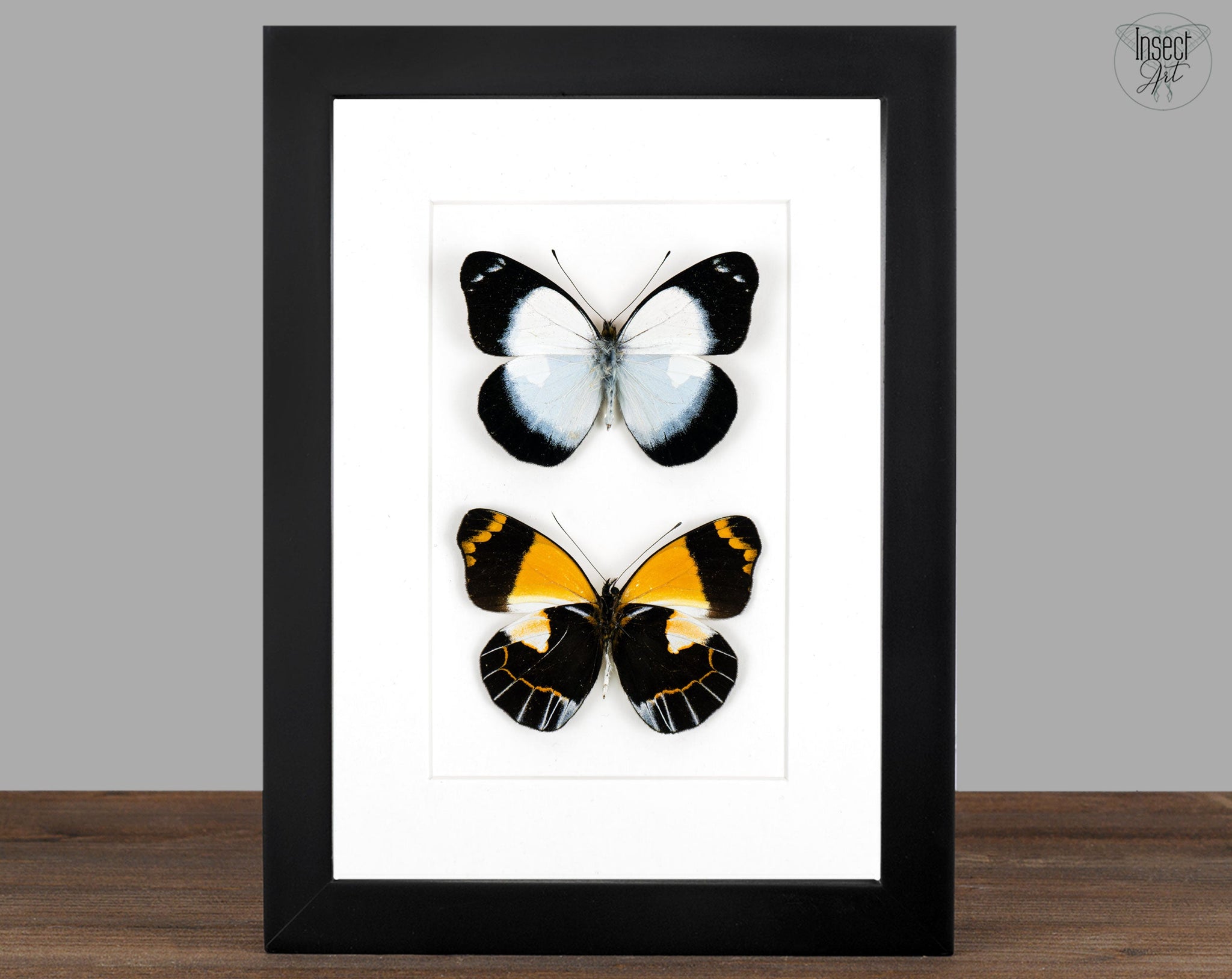 Delias meeki DUO  Schmetterling im Rahmen InsectArt