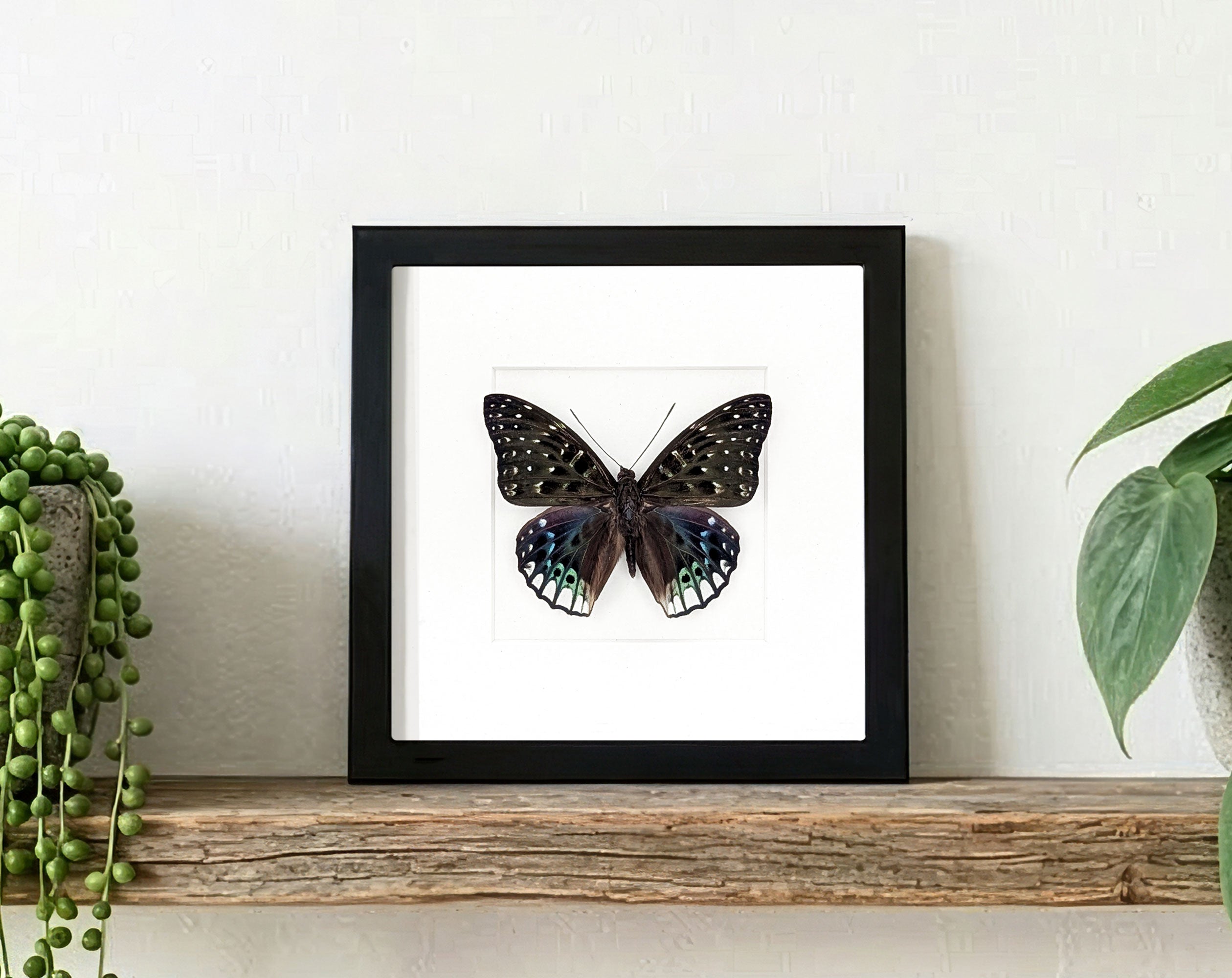 Dichorragia ninus, echter Schmetterling im Rahmen