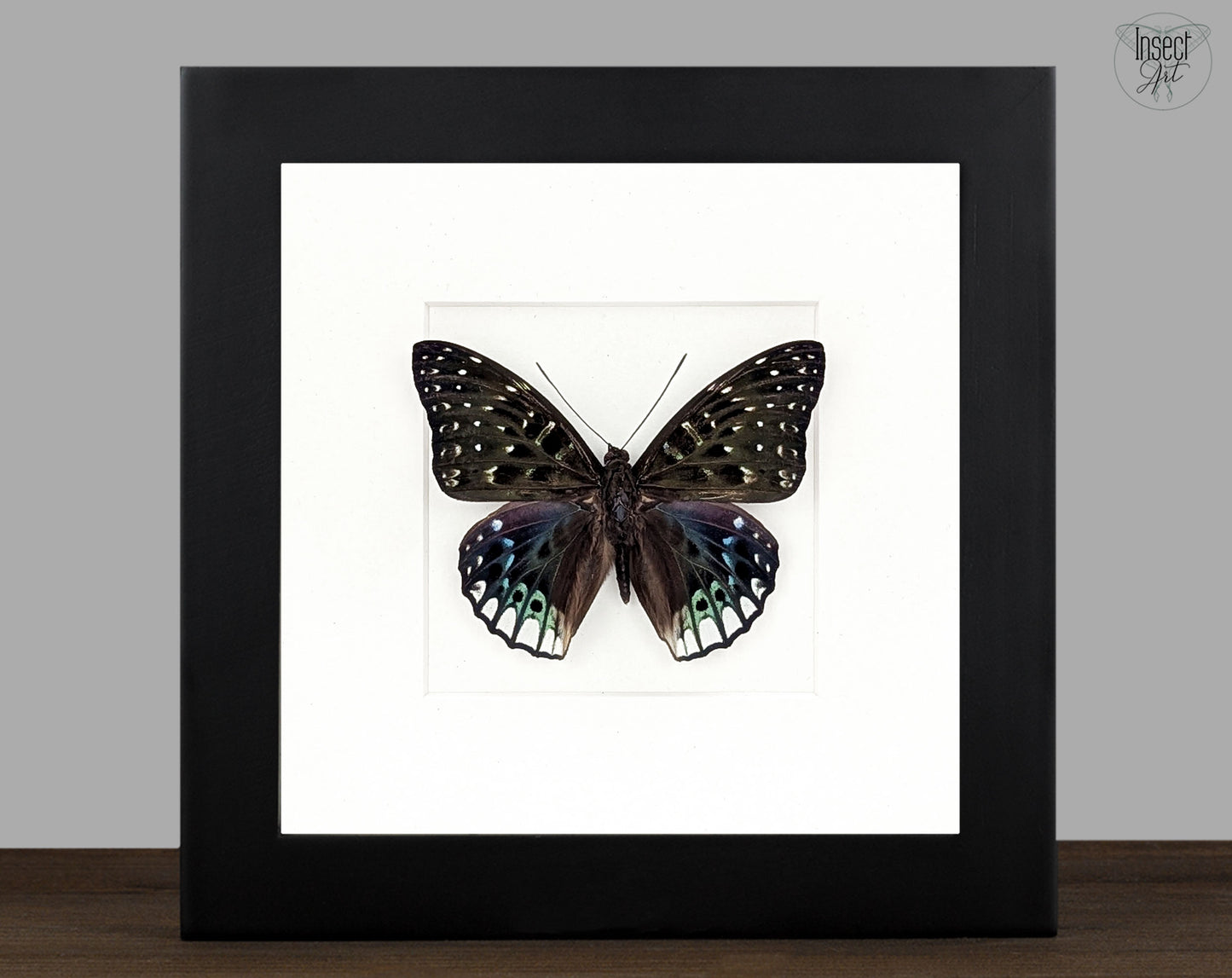 Dichorragia ninus, echter Schmetterling im Rahmen