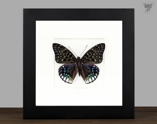 Dichorragia ninus, echter Schmetterling im Rahmen