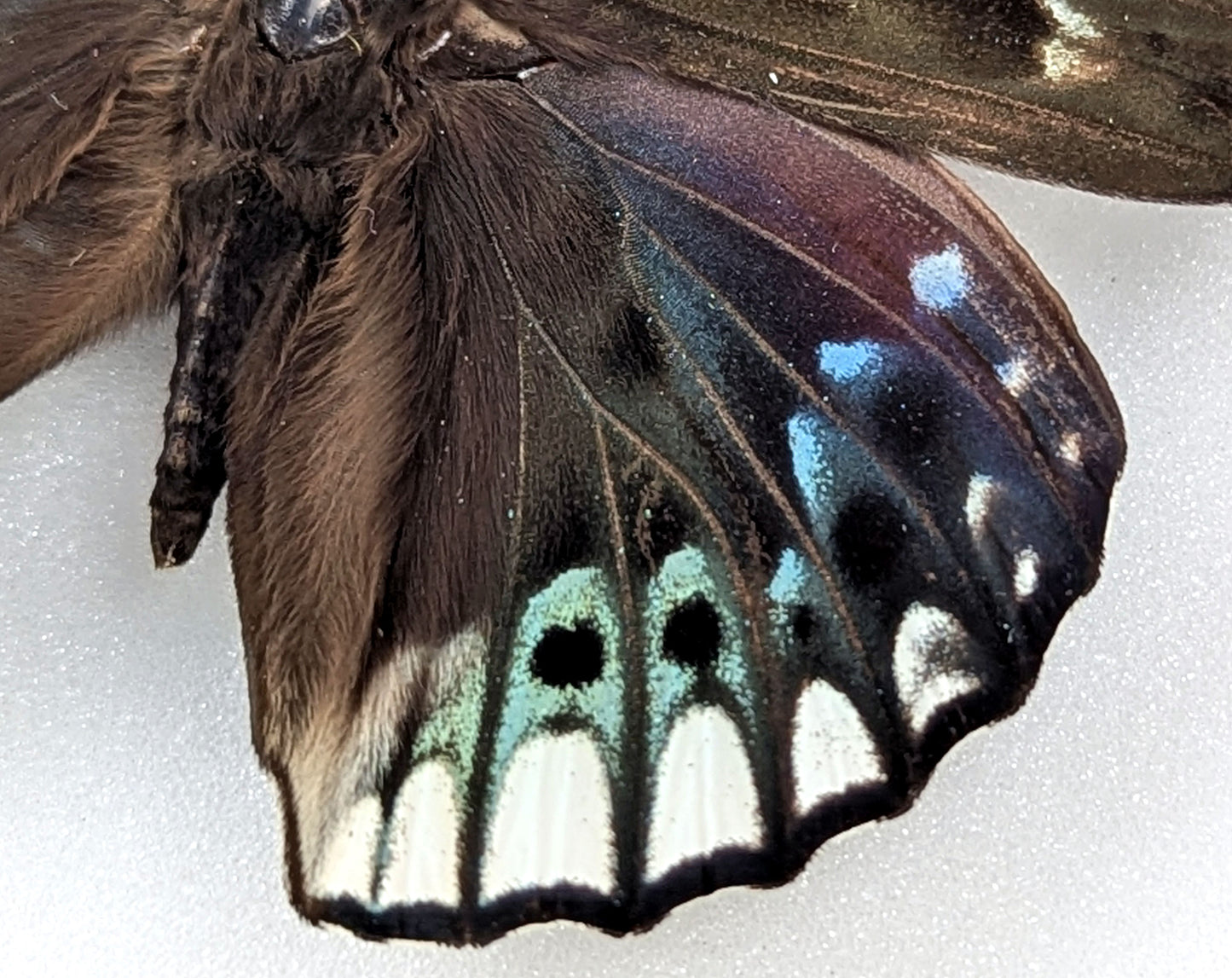 Dichorragia ninus, echter Schmetterling im Rahmen