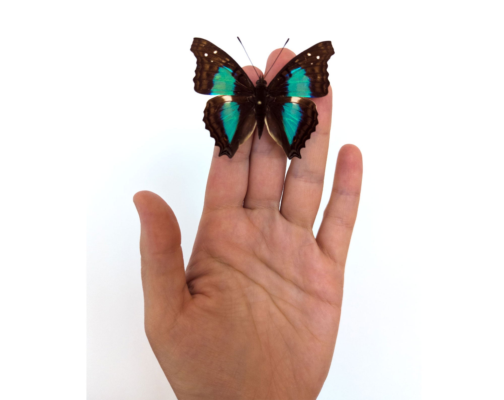 Doxocopa cherubina  Schmetterling InsectArt