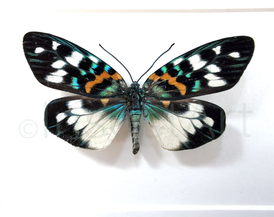 Erasmia pulchella