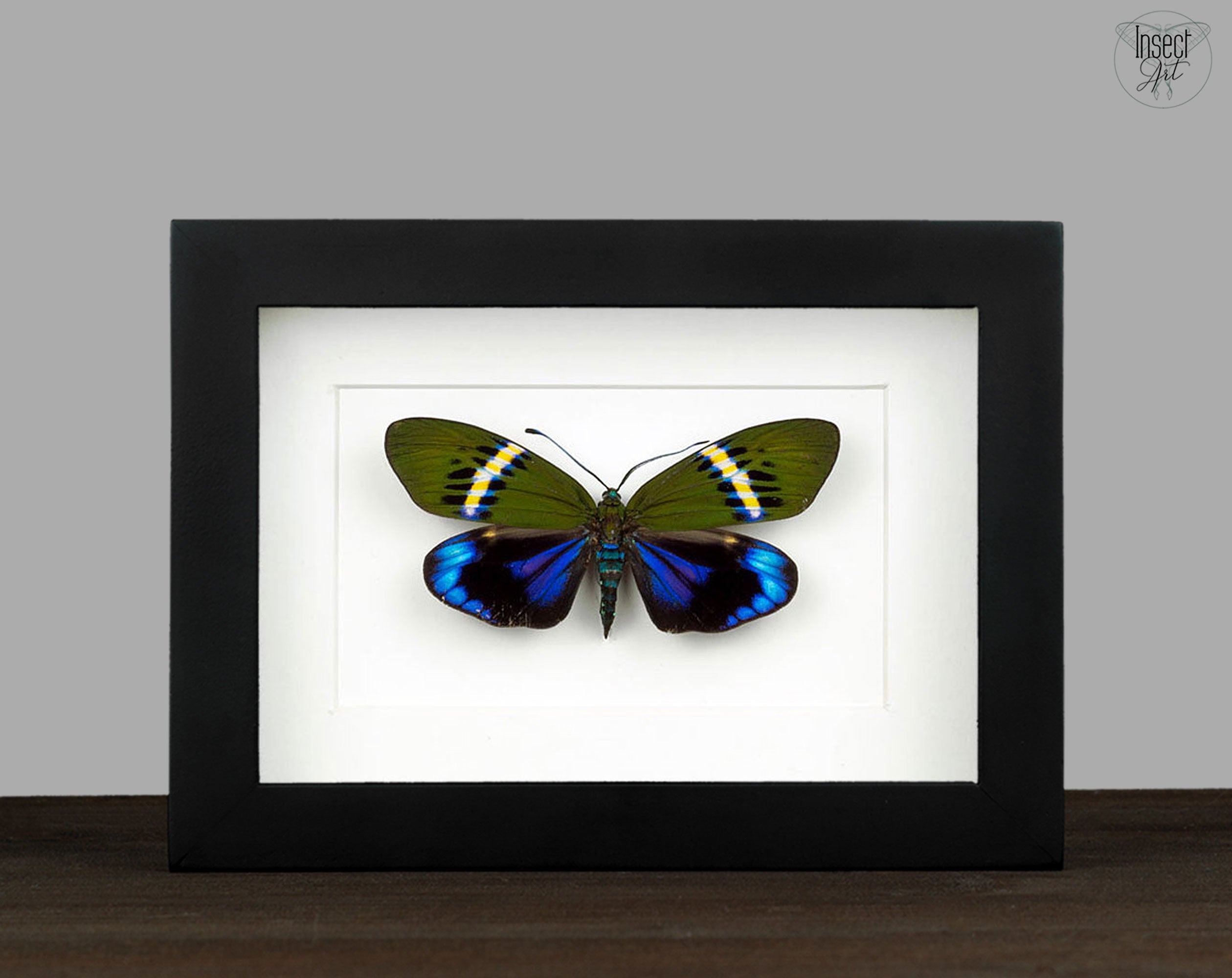 Eterusia repleta   InsectArt