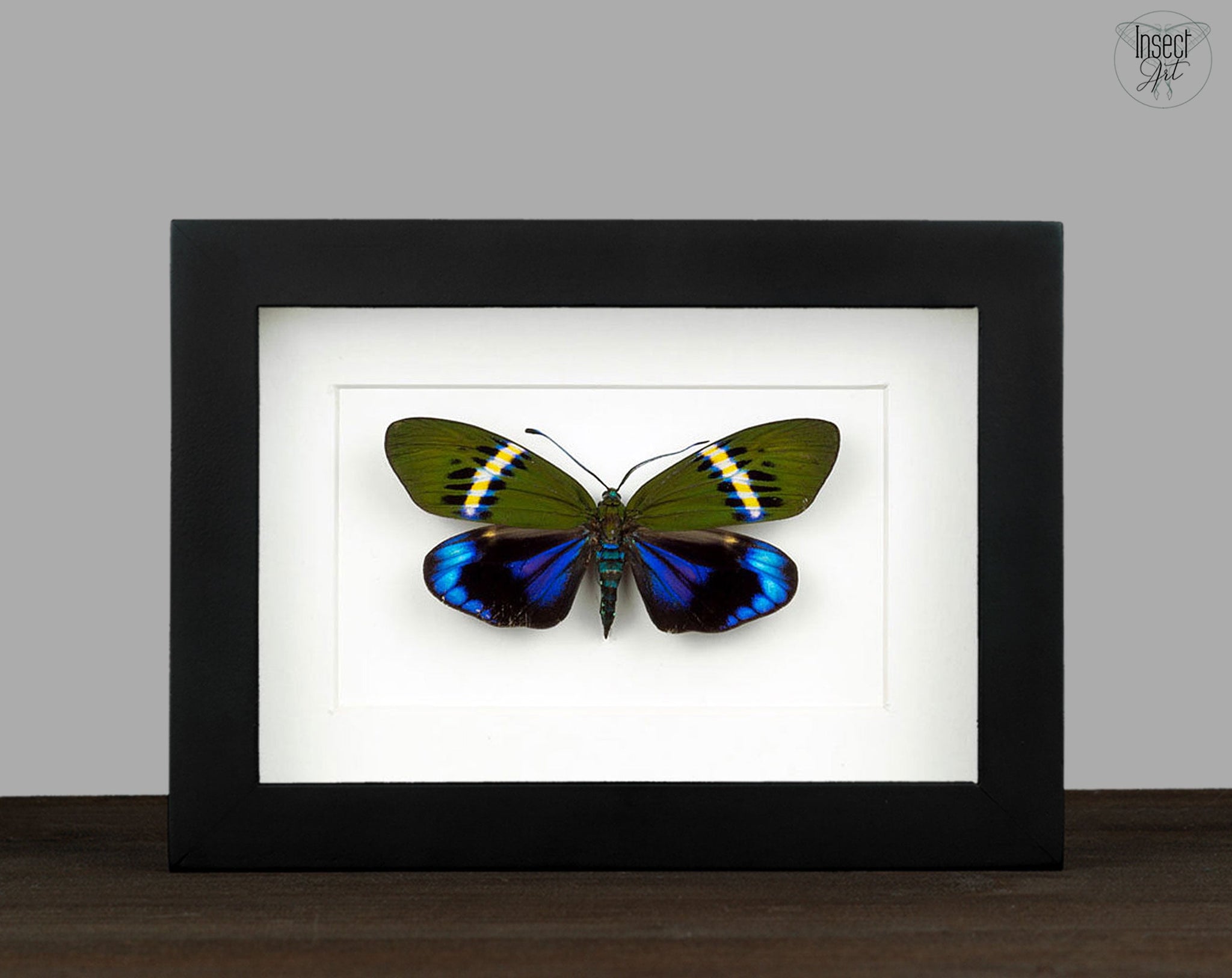 Eterusia repleta   InsectArt