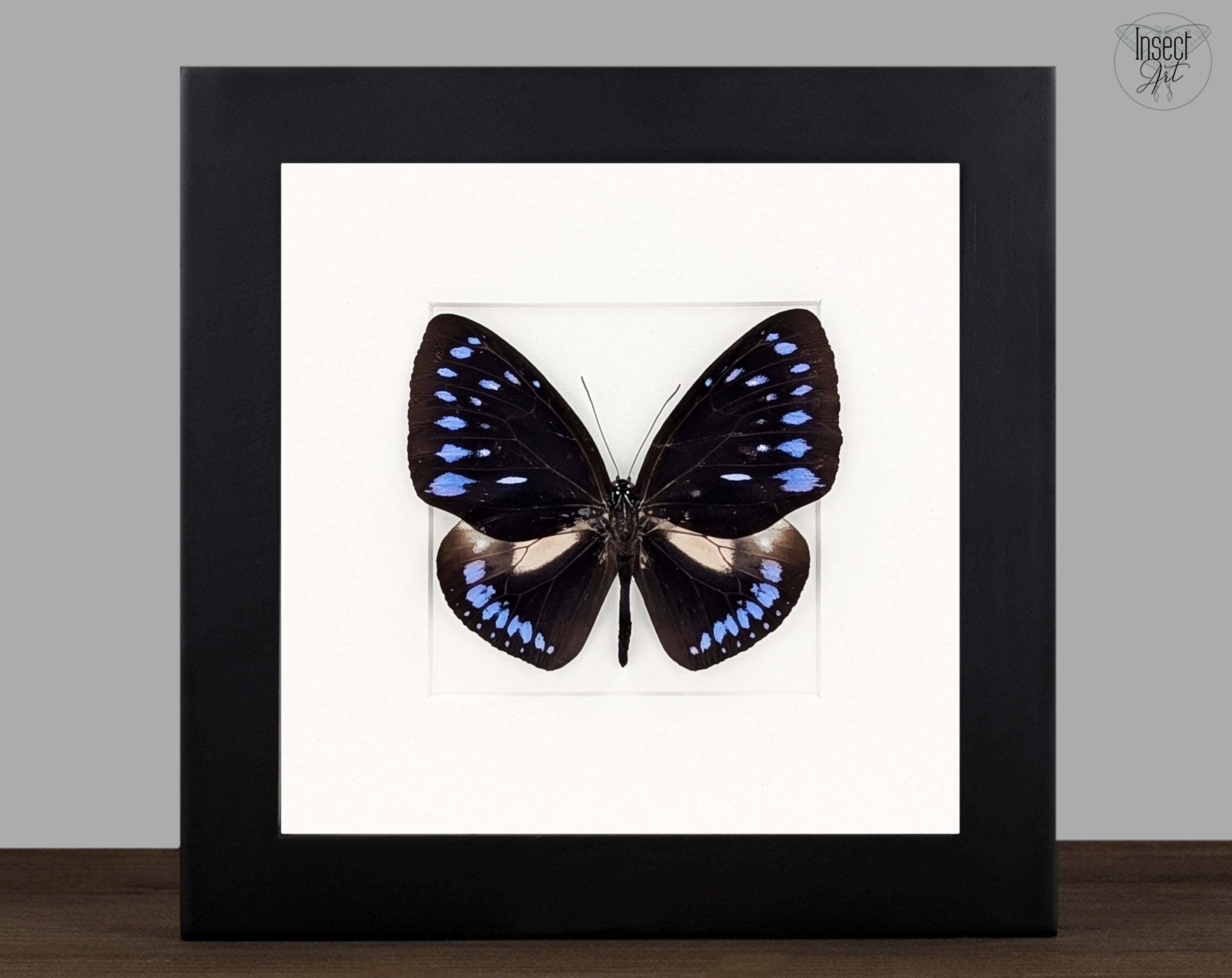 Euploea westwoodii, echter Schmetterling im Rahmen