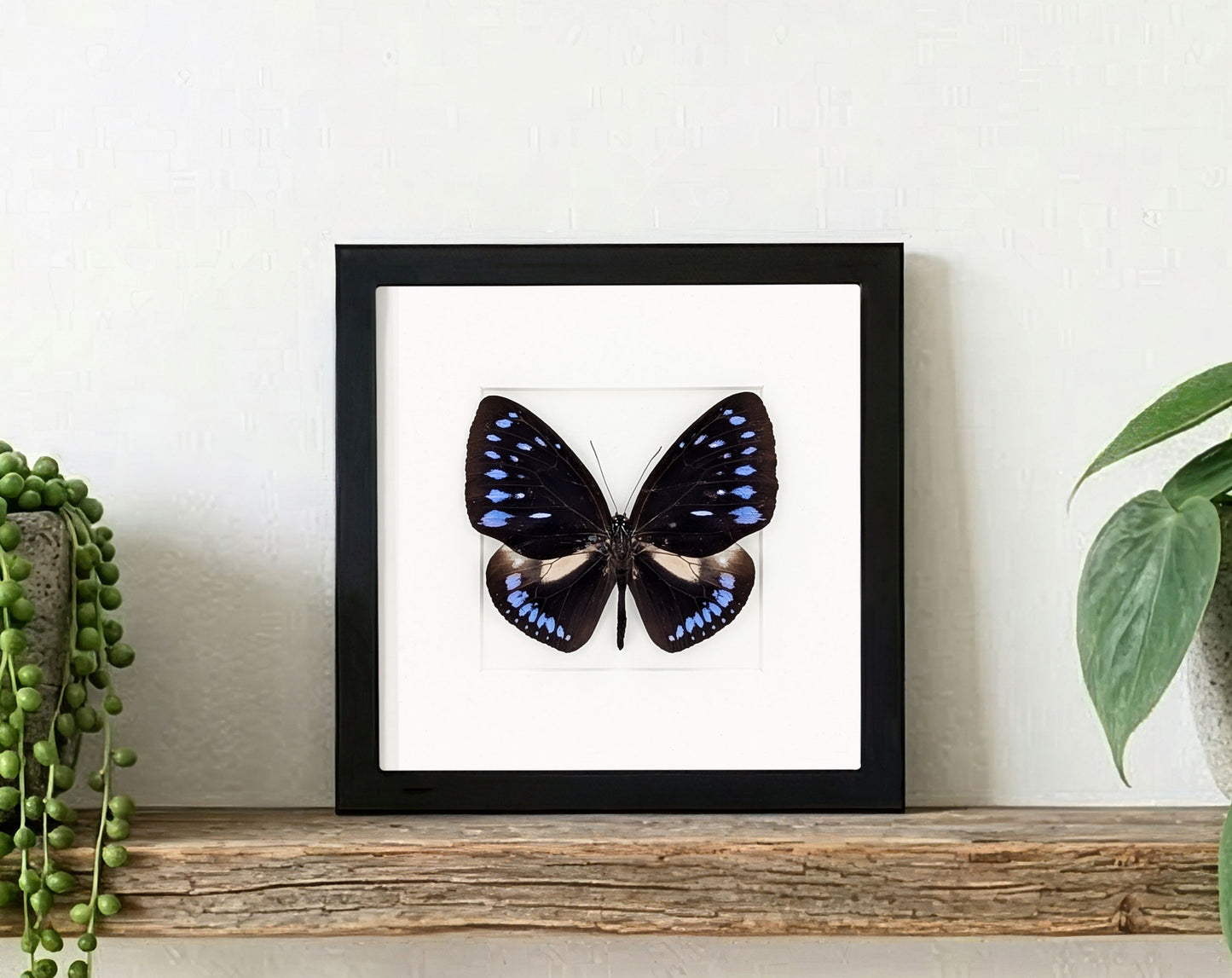 Euploea westwoodii, echter Schmetterling im Rahmen