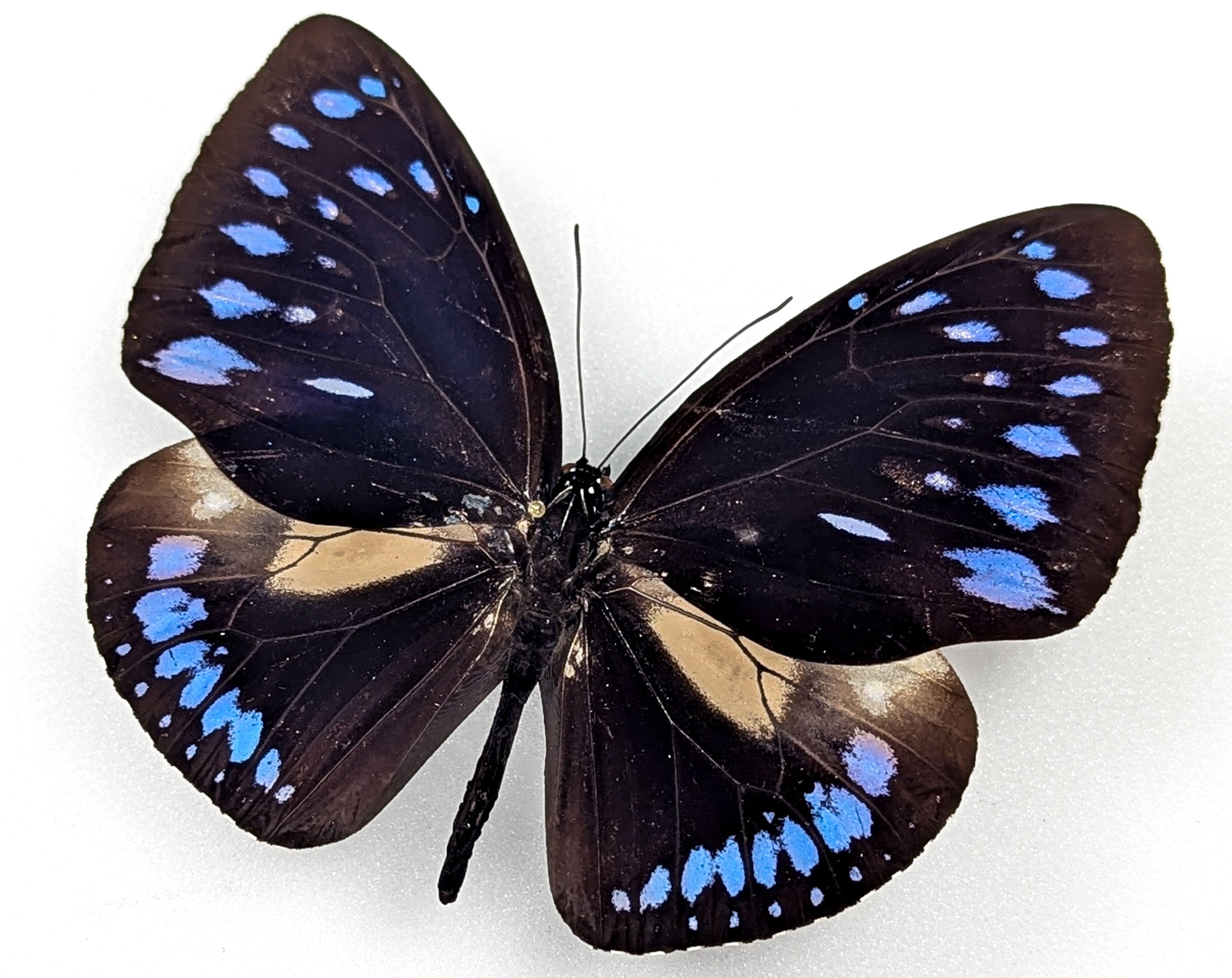 Euploea westwoodii, echter Schmetterling im Rahmen