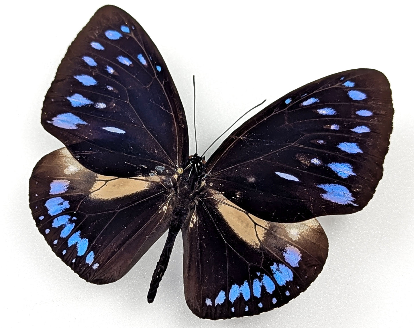 Euploea westwoodii, echter Schmetterling im Rahmen