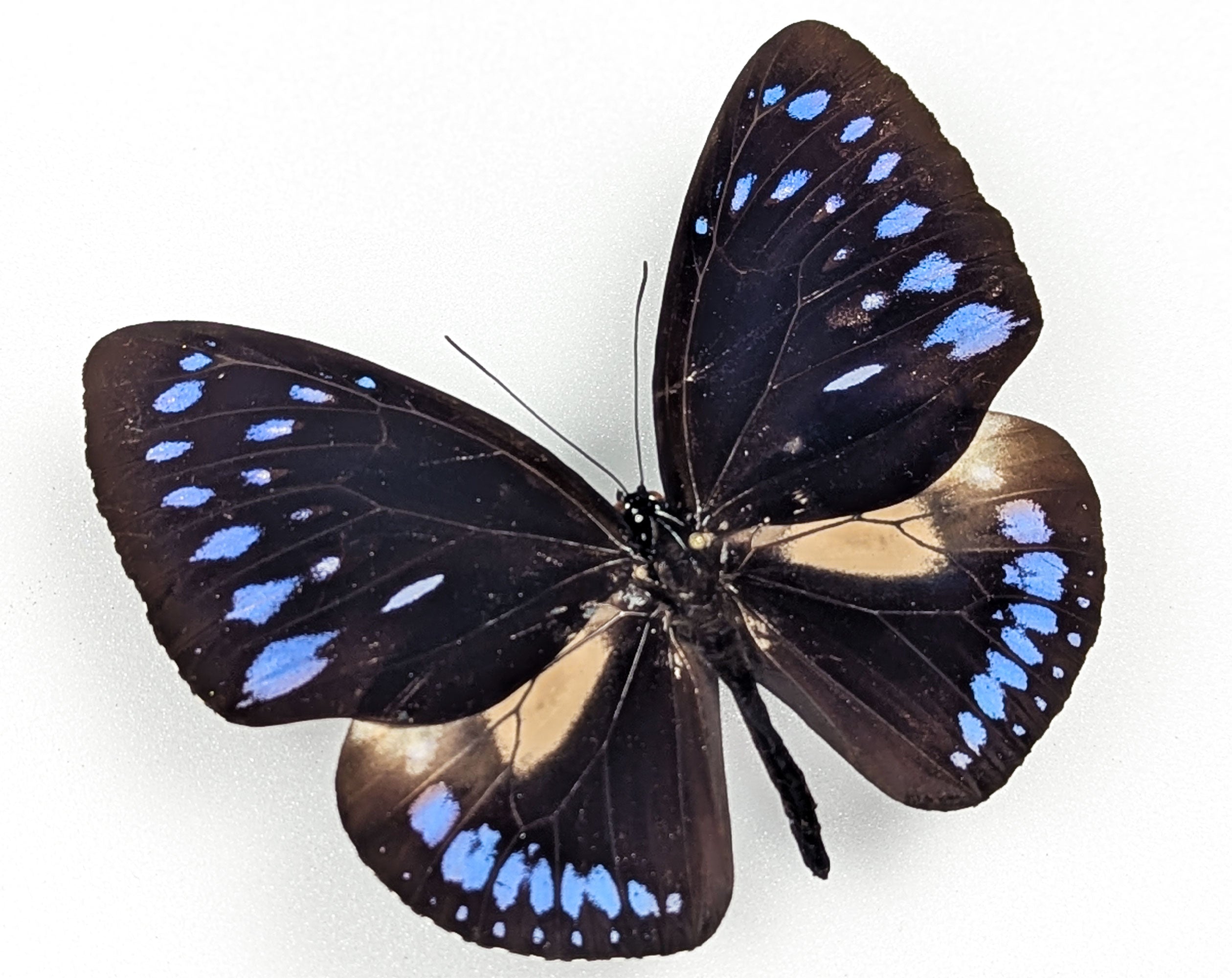 Euploea westwoodii, echter Schmetterling im Rahmen