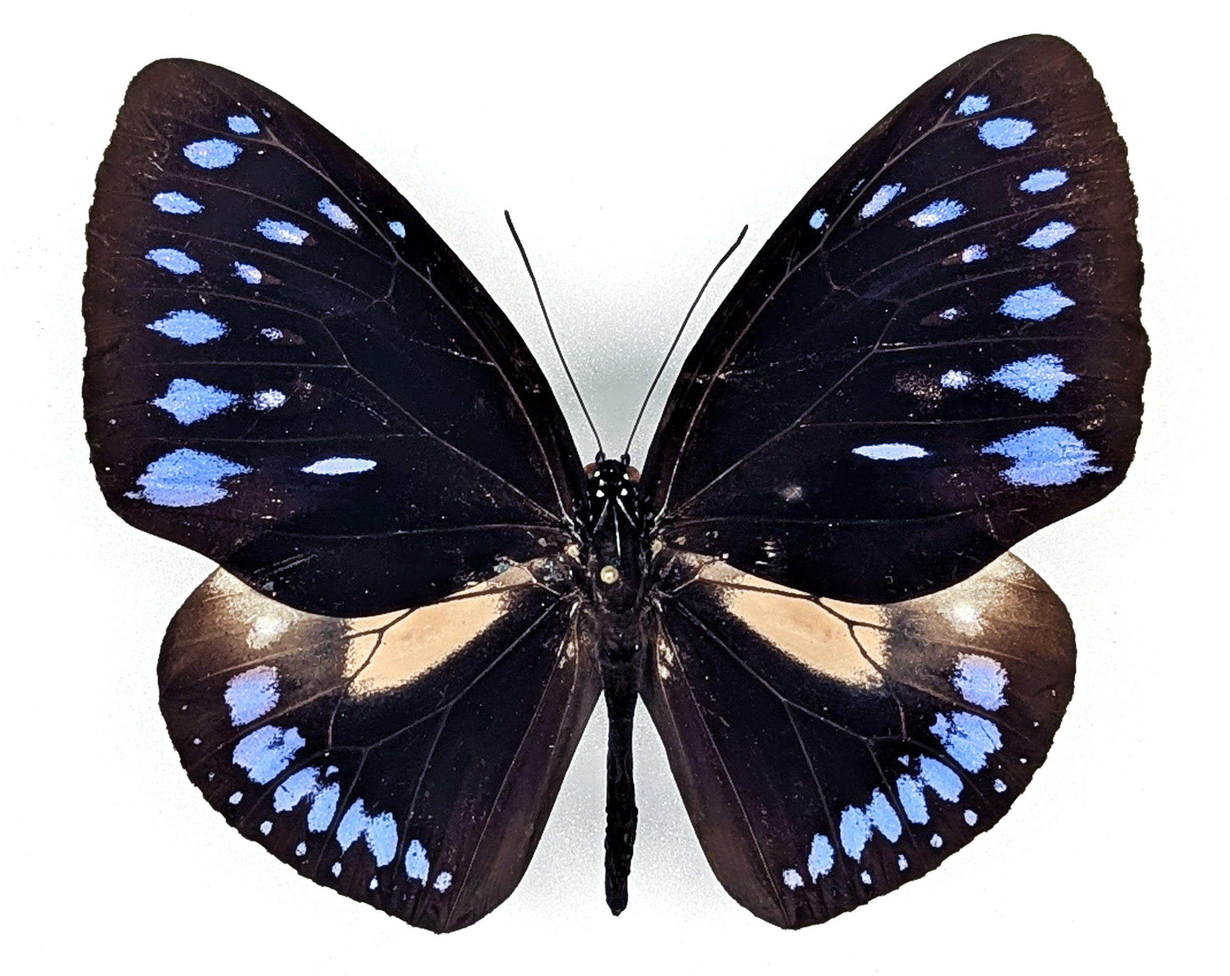 Euploea westwoodii, echter Schmetterling im Rahmen