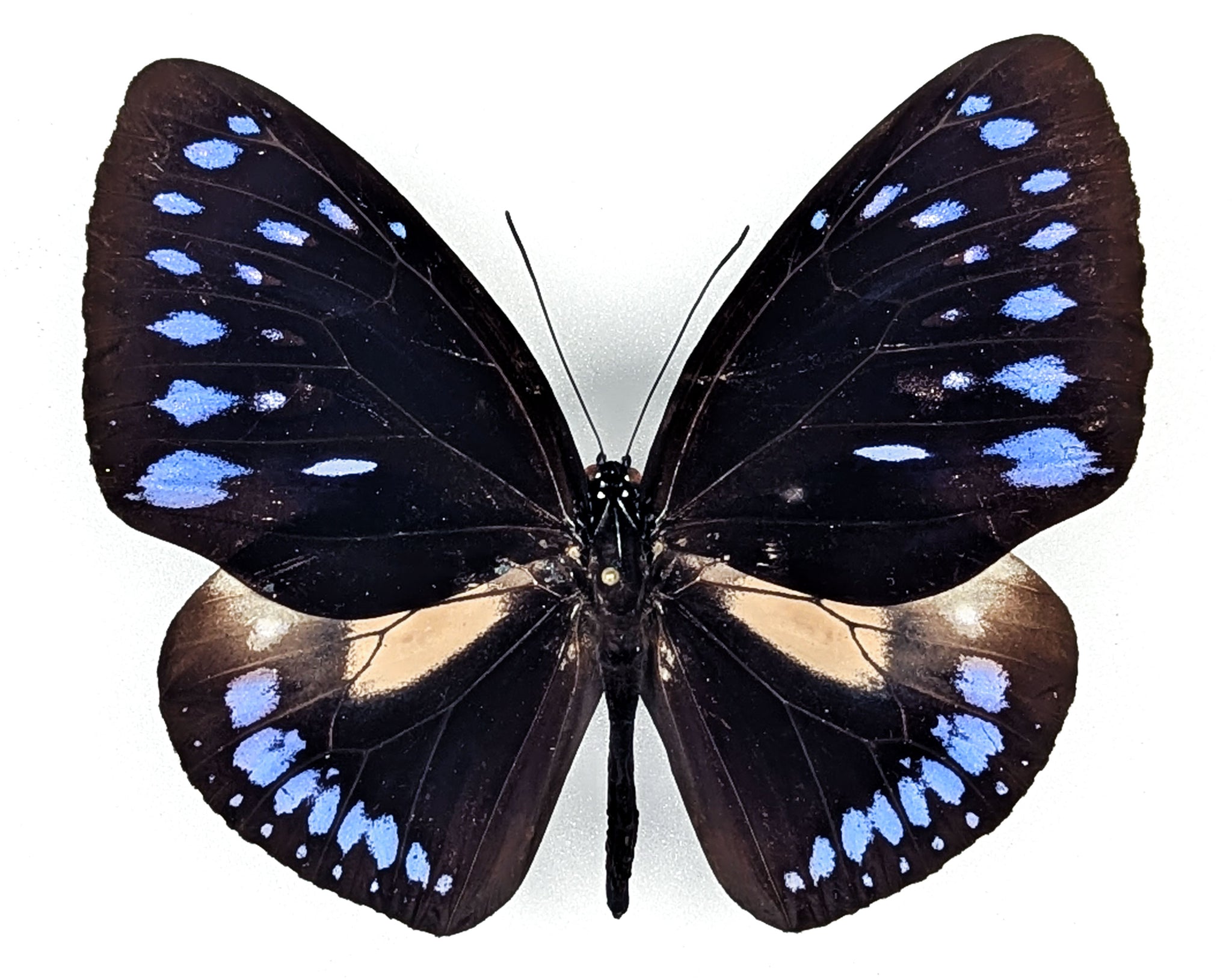 Euploea westwoodii, echter Schmetterling im Rahmen