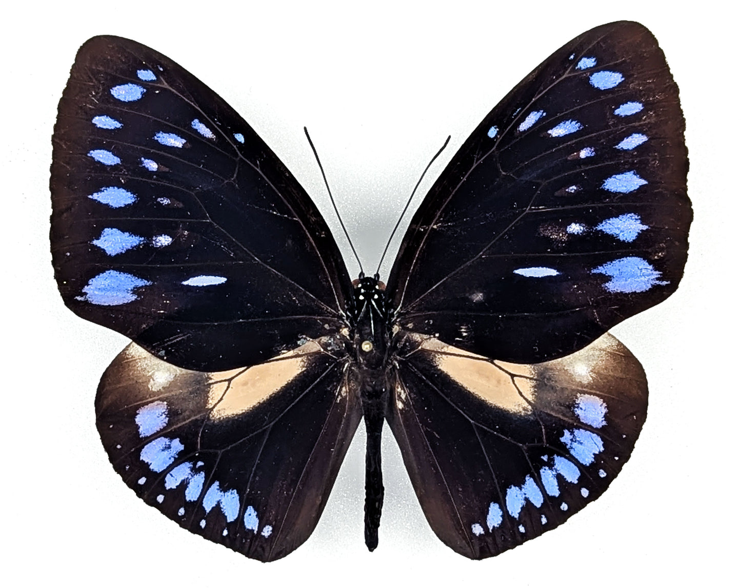 Euploea westwoodii, echter Schmetterling im Rahmen