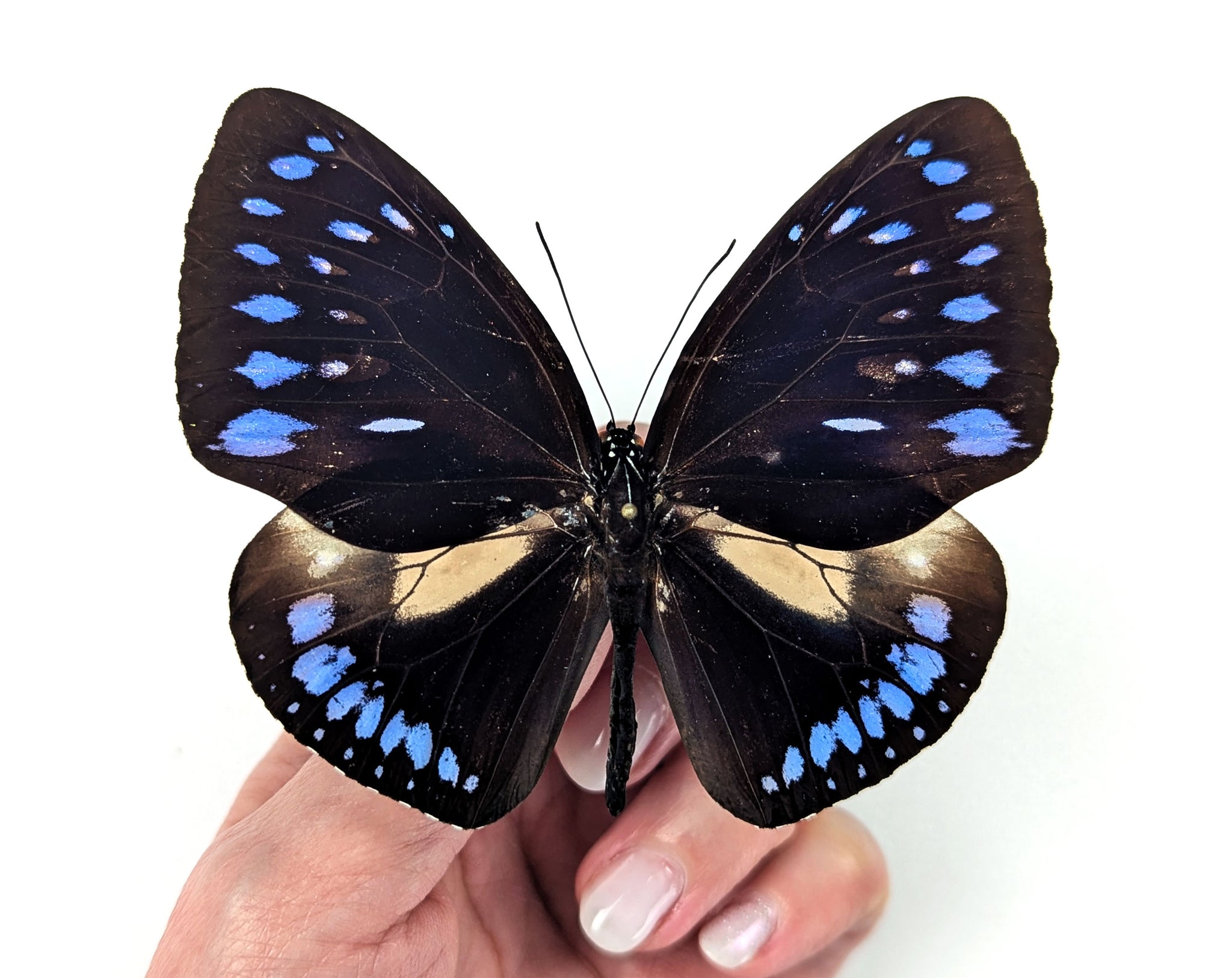 Euploea westwoodii, echter Schmetterling im Rahmen