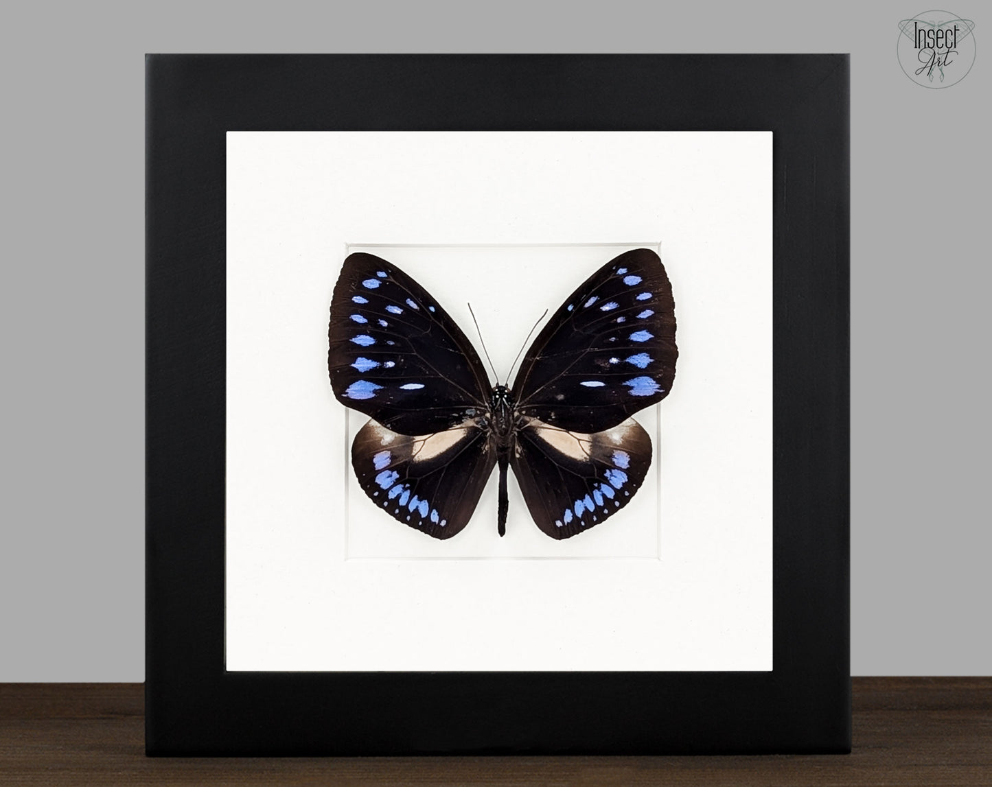 Euploea westwoodii, echter Schmetterling im Rahmen