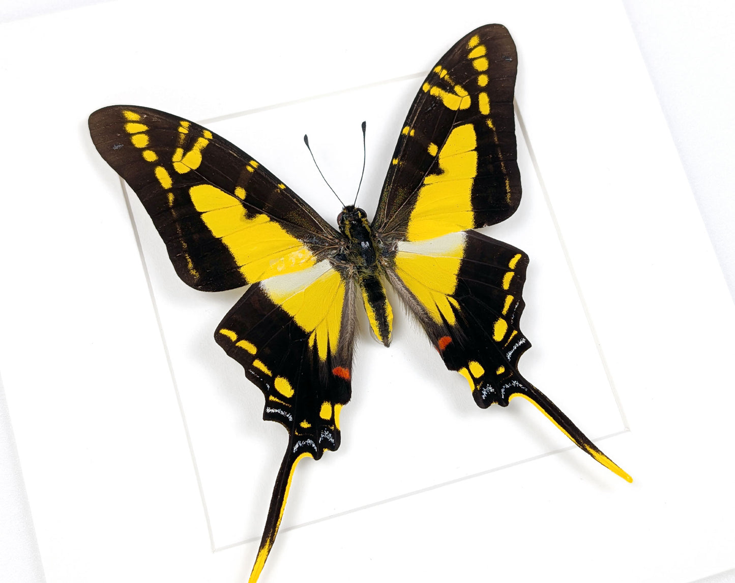 Eurytides thyastes | echter Schwalbenschwanz Schmetterling im Rahmen