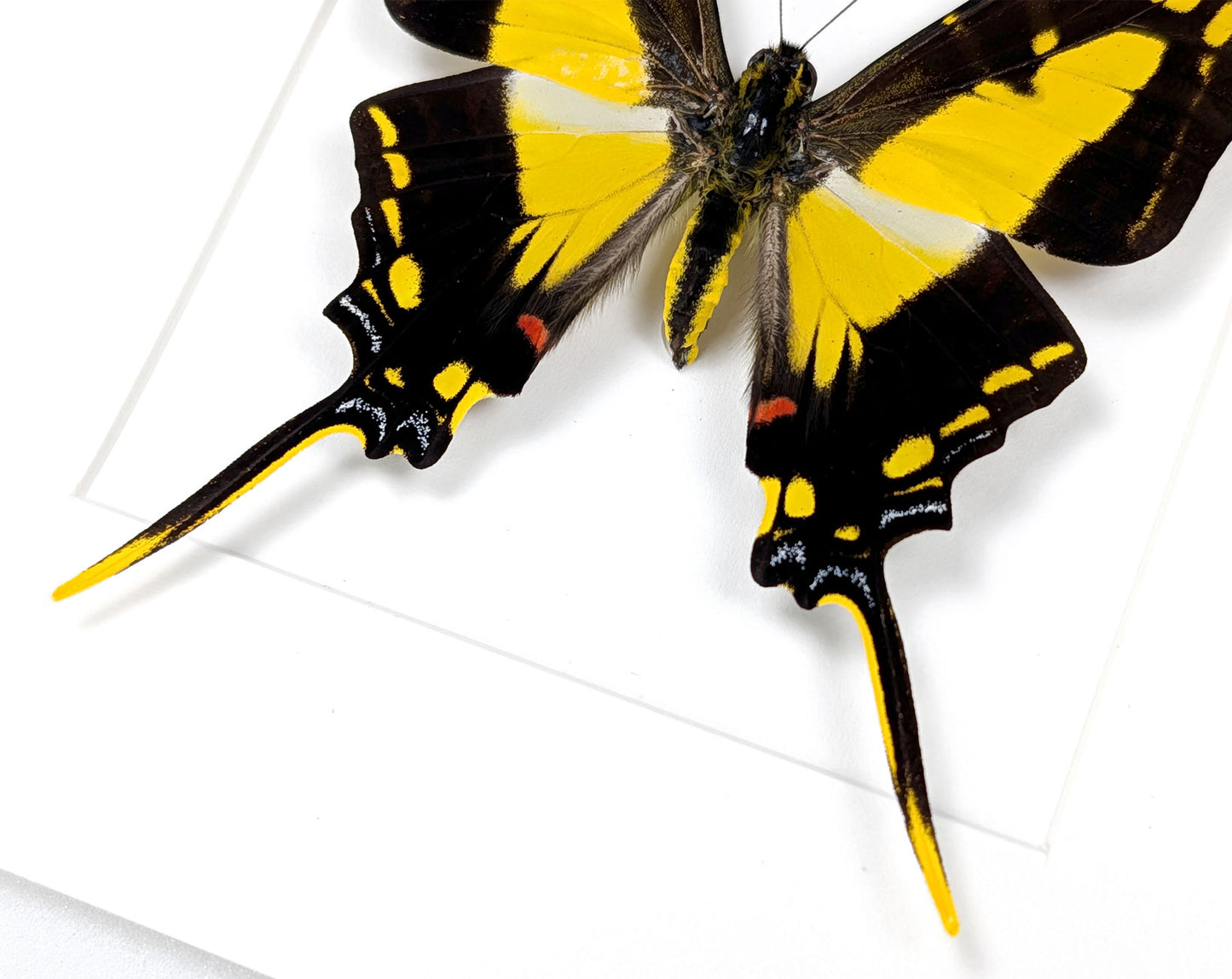 Eurytides thyastes | echter Schwalbenschwanz Schmetterling im Rahmen