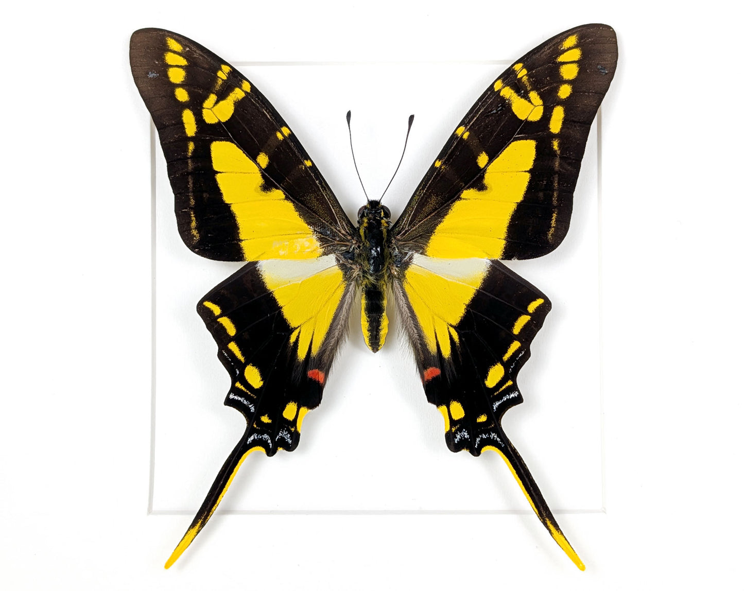 Eurytides thyastes | echter Schwalbenschwanz Schmetterling im Rahmen