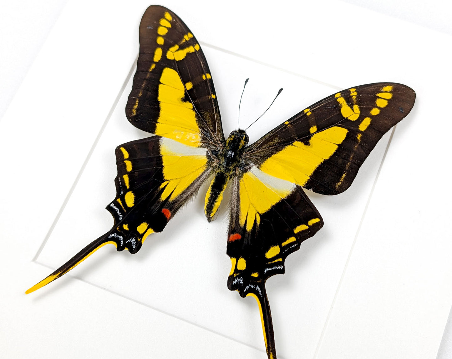 Eurytides thyastes | echter Schwalbenschwanz Schmetterling im Rahmen