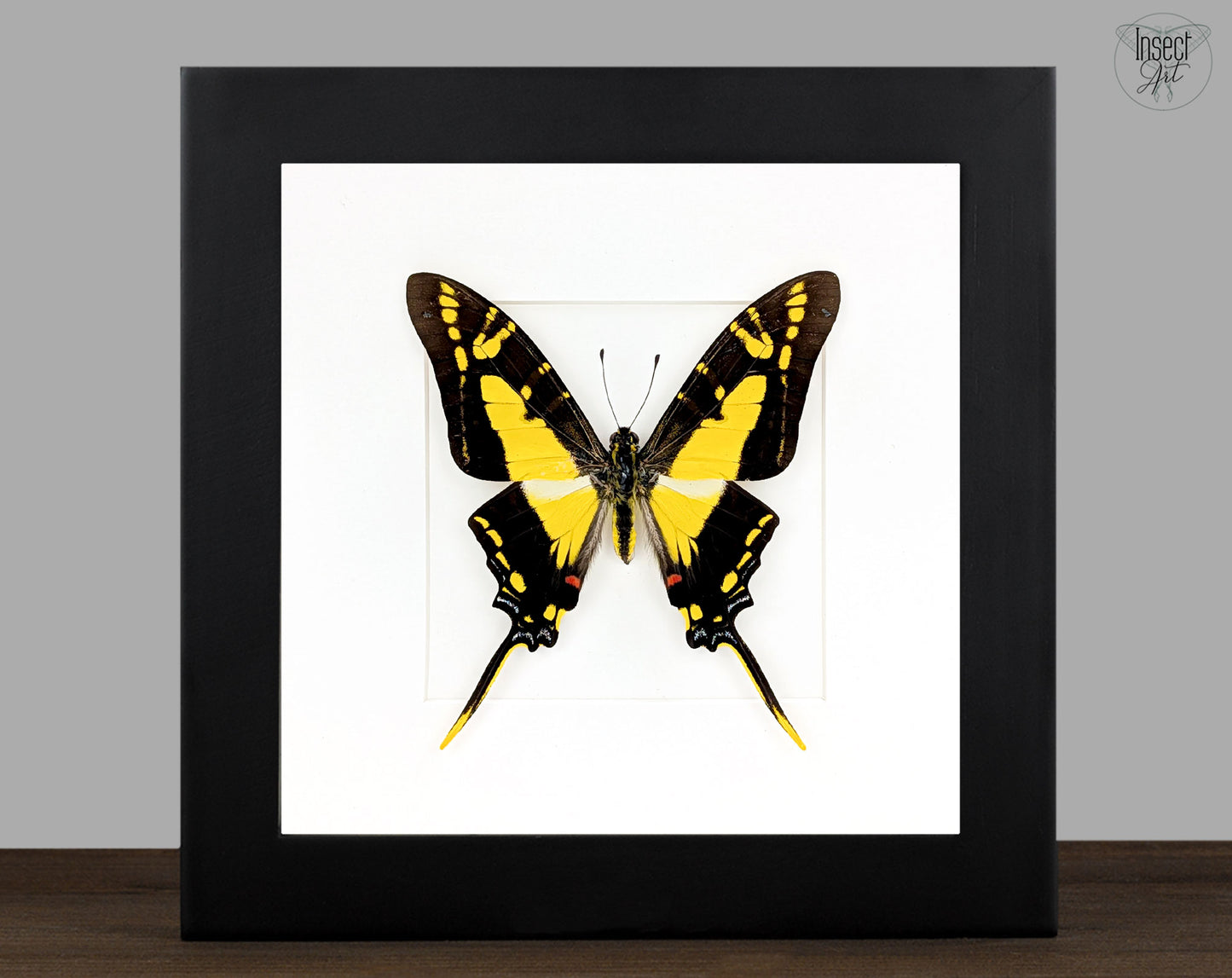 Eurytides thyastes | echter Schwalbenschwanz Schmetterling im Rahmen