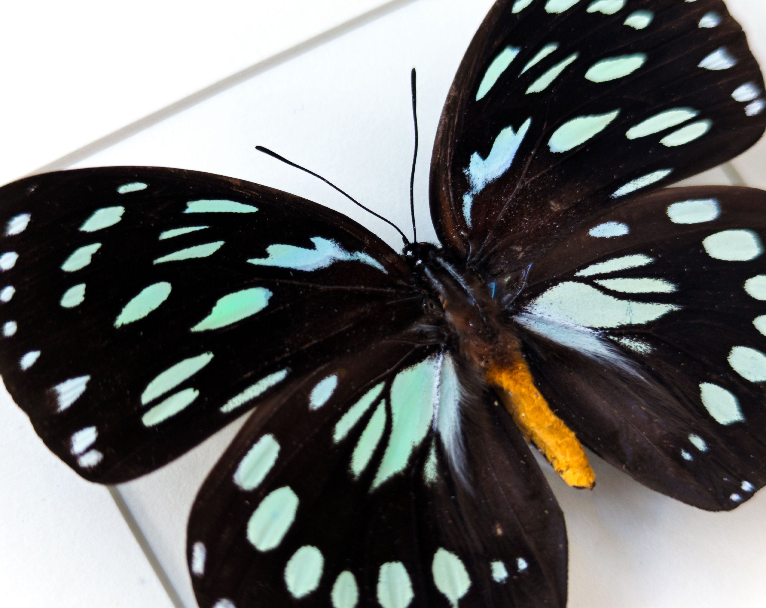 Euxanthe eurinome  Schmetterling InsectArt
