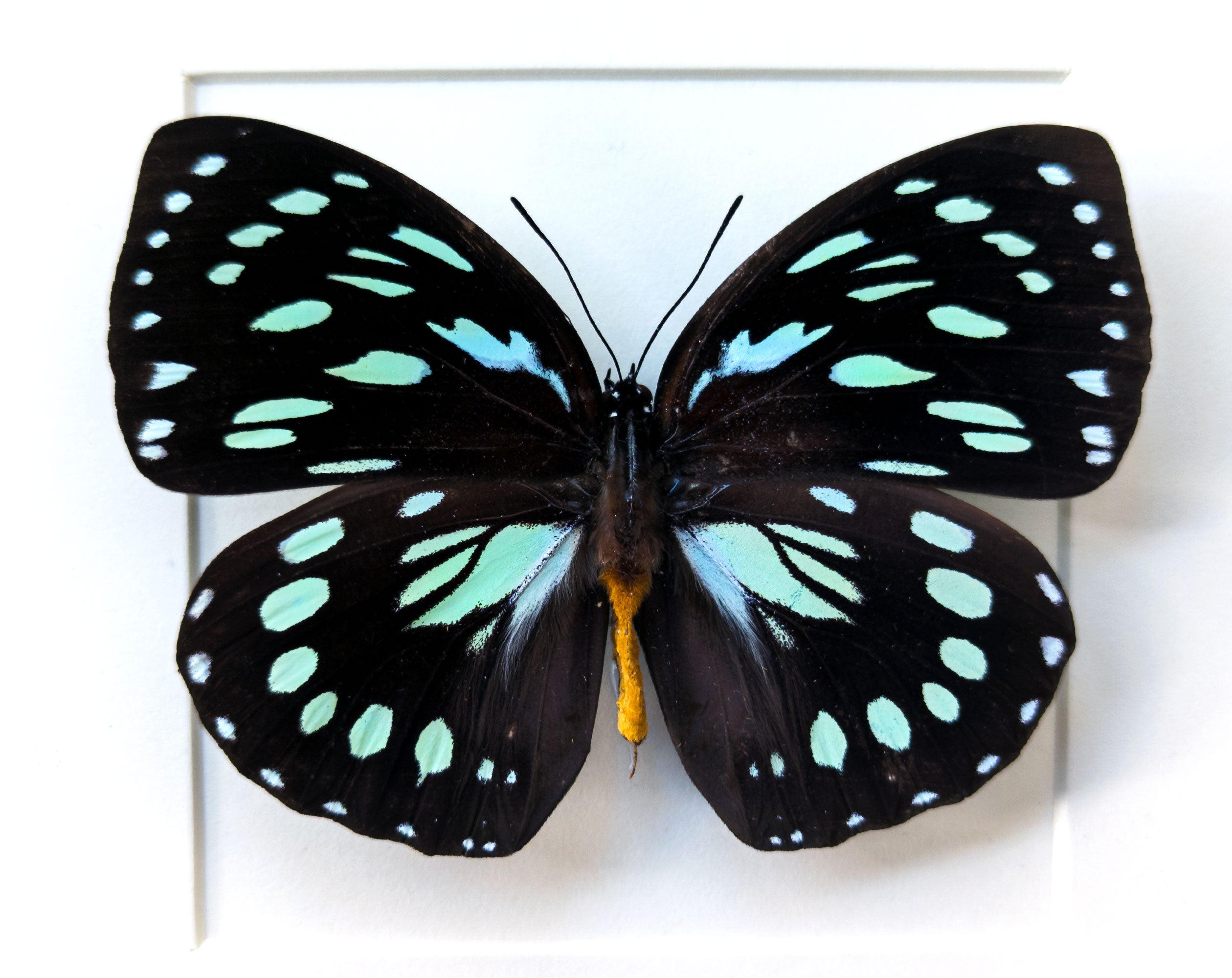Euxanthe eurinome  Schmetterling InsectArt