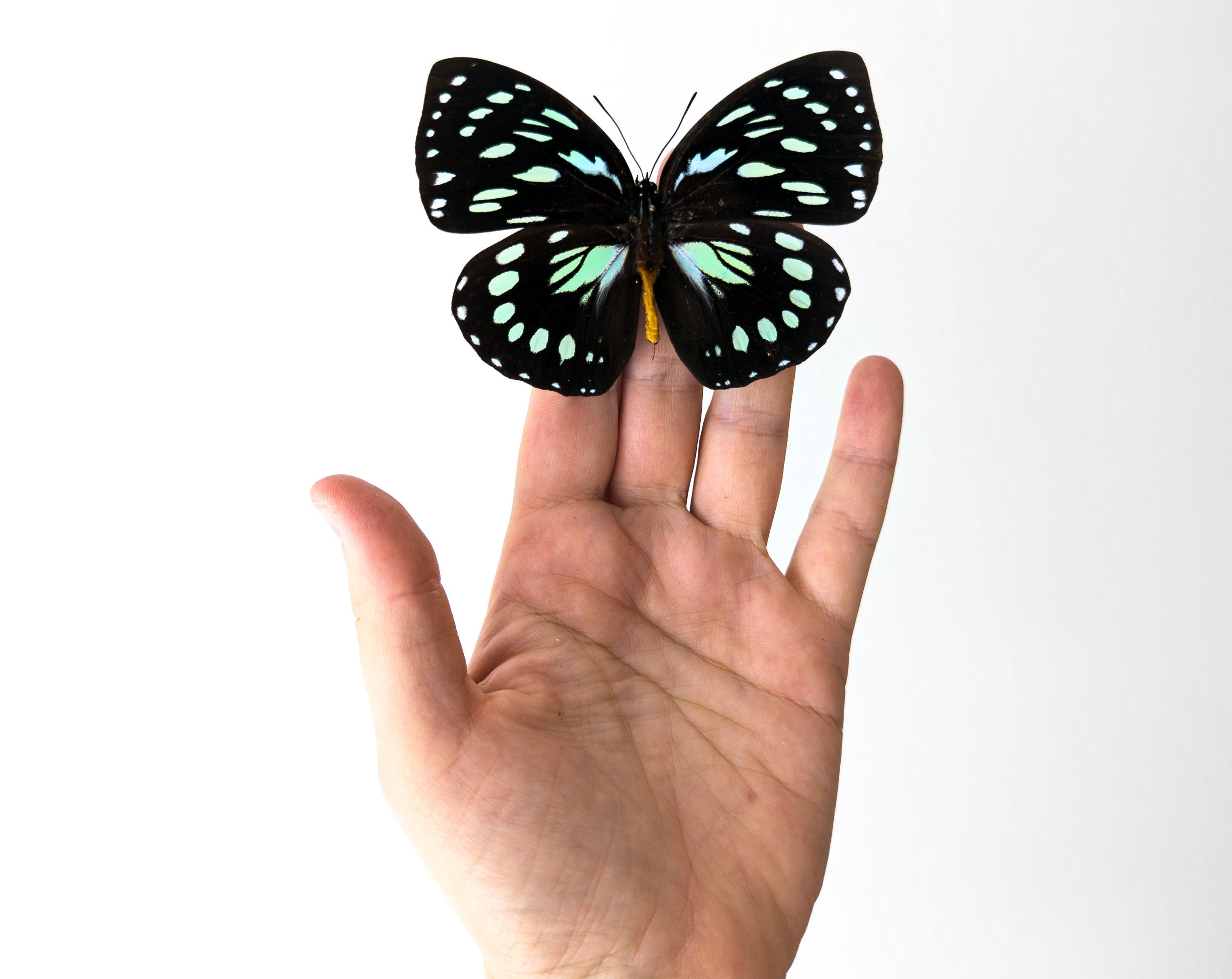 Euxanthe eurinome  Schmetterling InsectArt