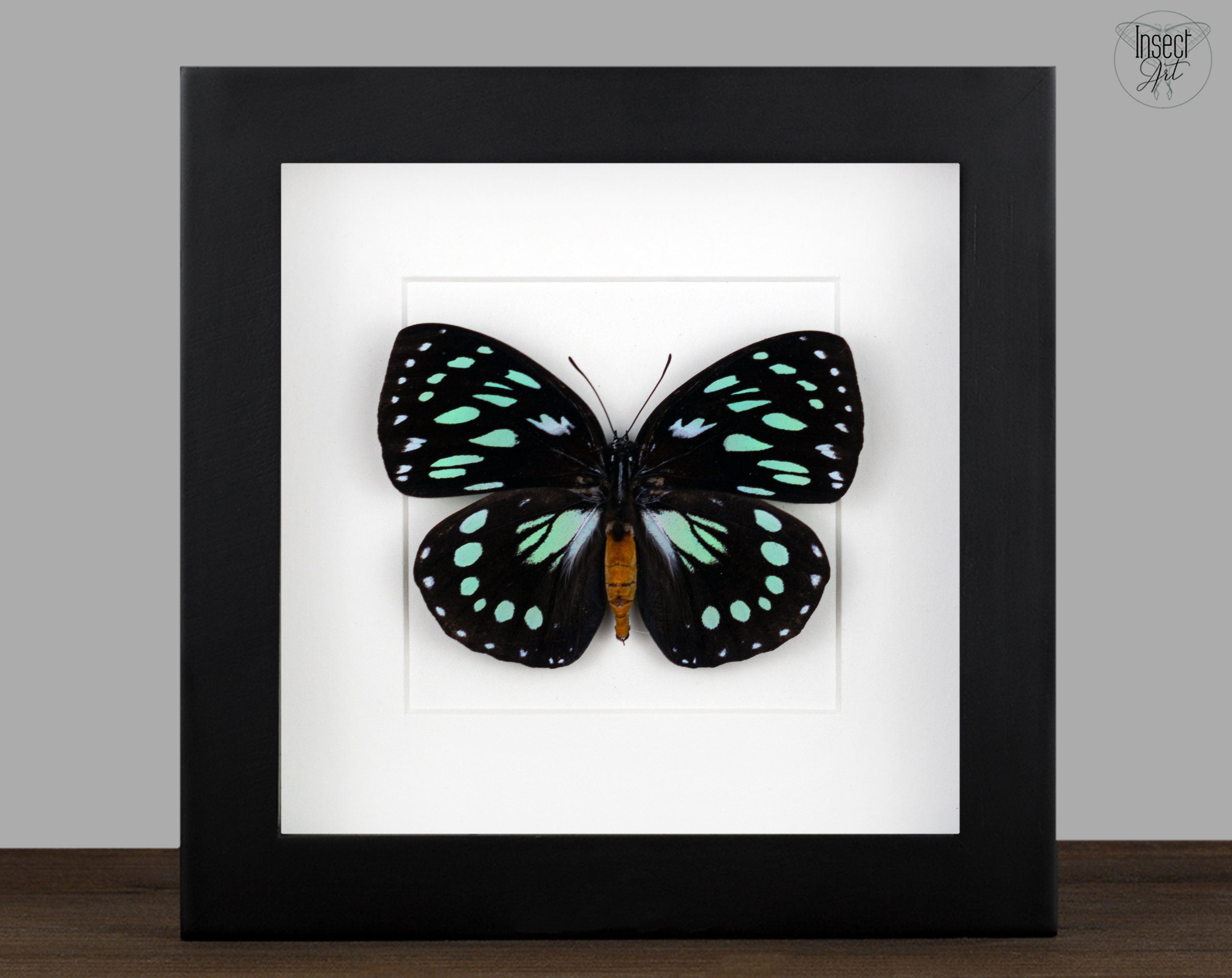 Euxanthe eurinome  Schmetterling InsectArt