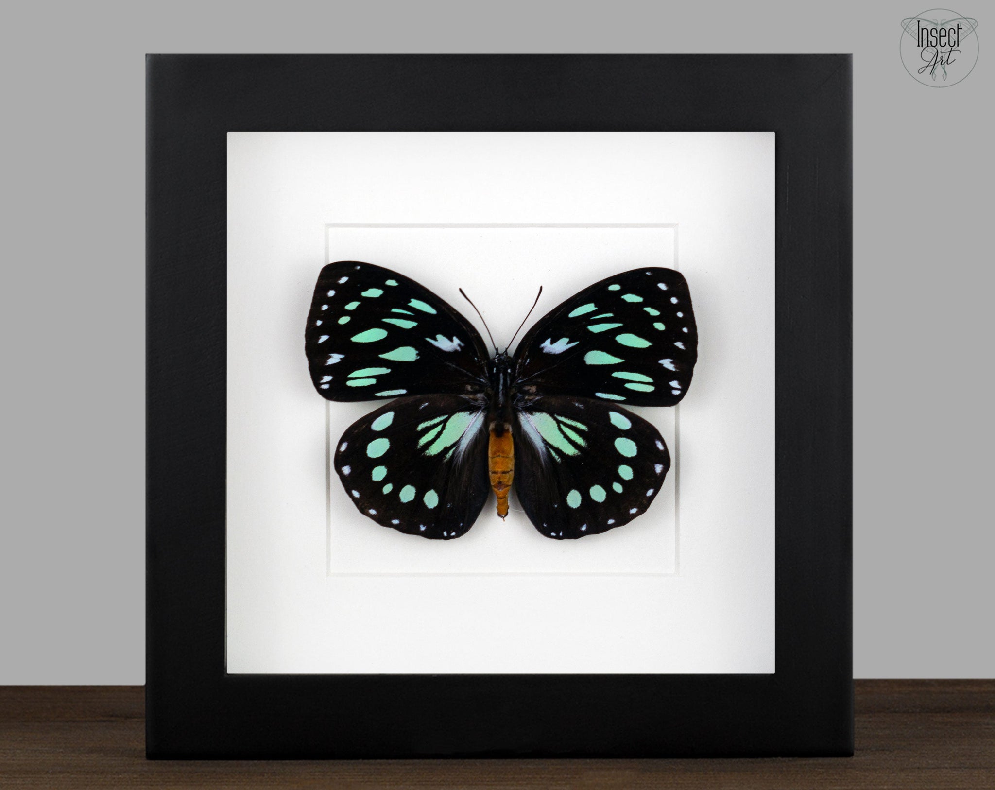 Euxanthe eurinome  Schmetterling InsectArt
