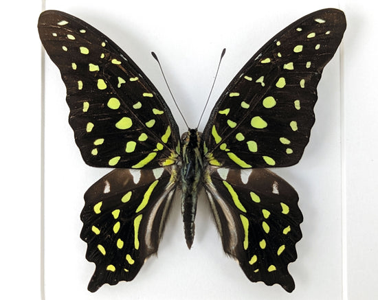 Graphium agamemnon