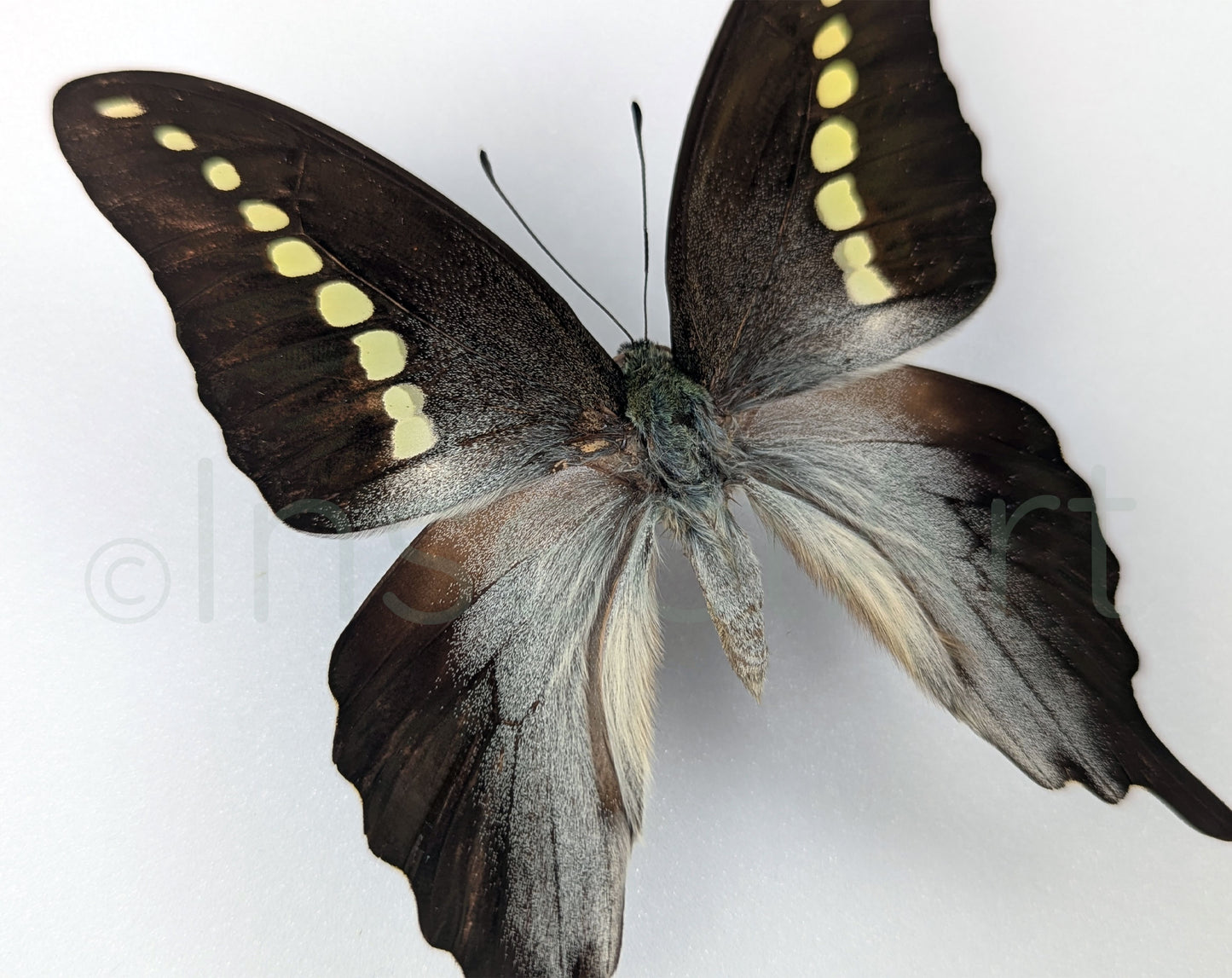 Graphium codrus