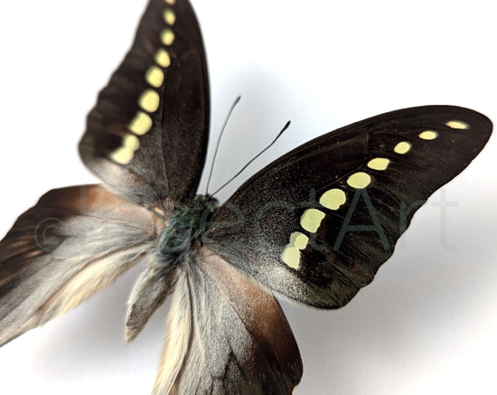 Graphium codrus