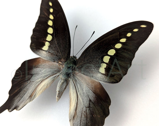 Graphium codrus