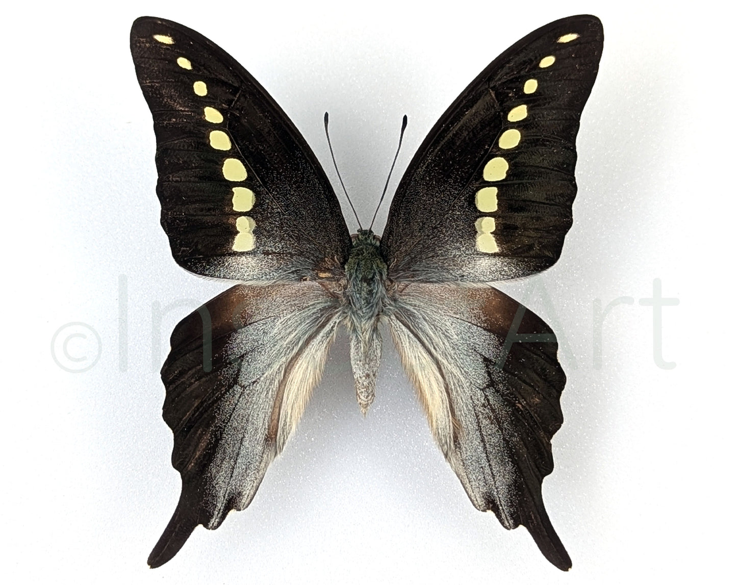 Graphium codrus