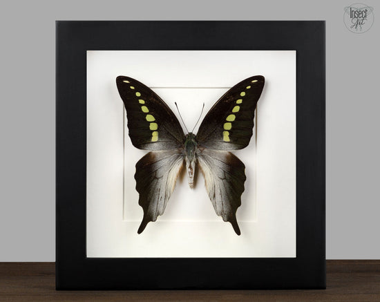 Graphium codrus