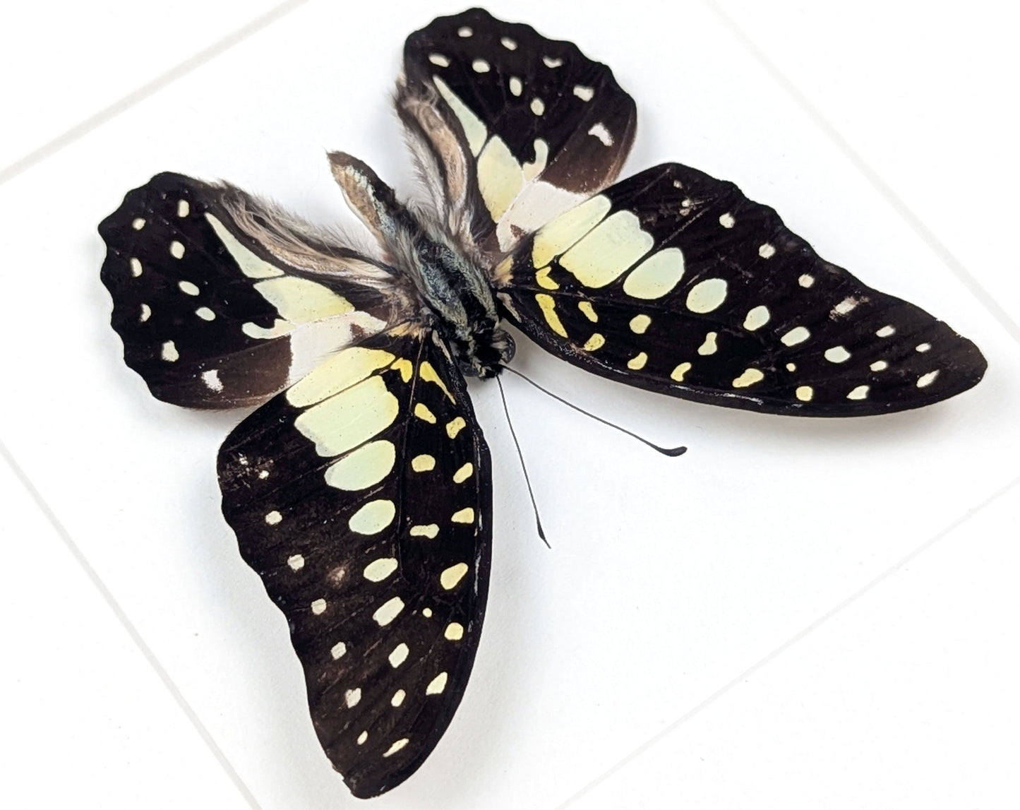 Graphium macfarlanei, präparierter Schmetterling im Rahmen