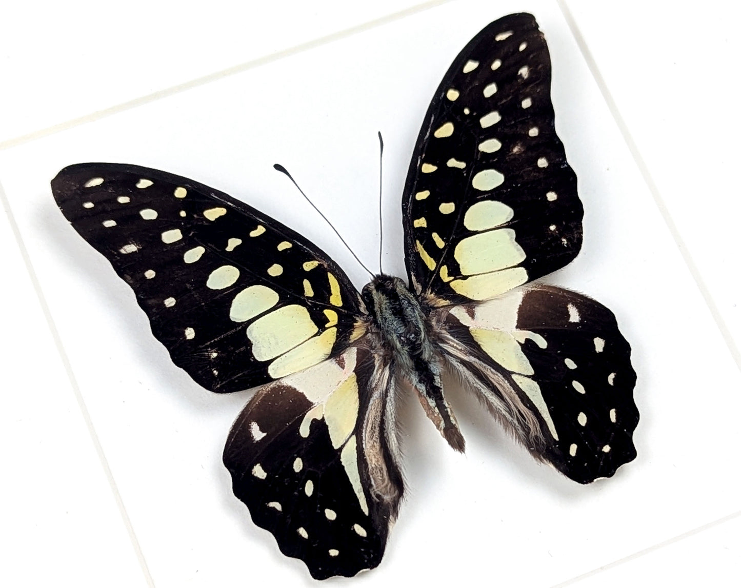 Graphium macfarlanei, präparierter Schmetterling im Rahmen