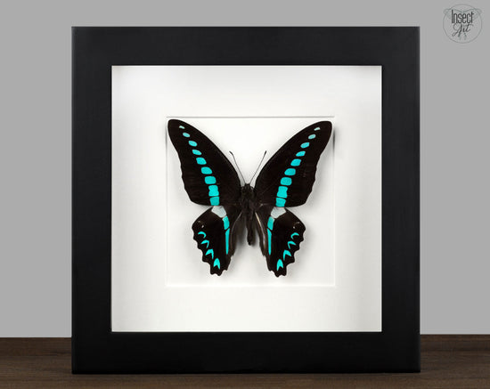 Graphium milon