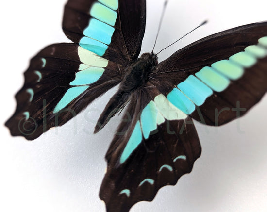 Graphium sarpedon