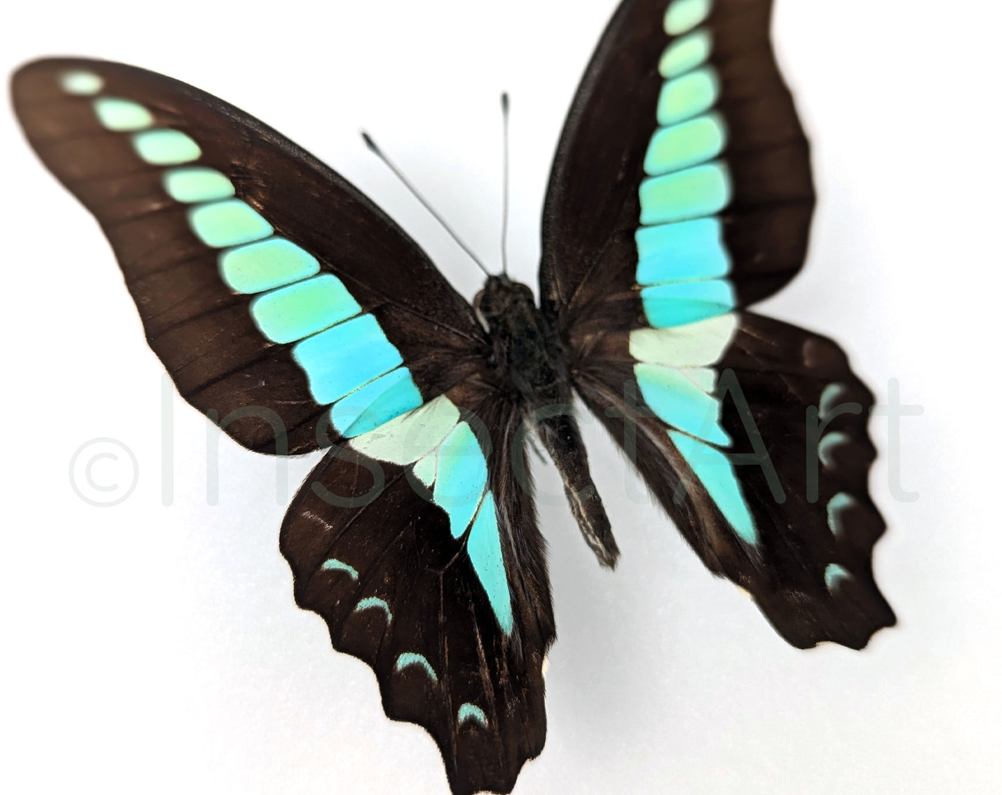 Graphium sarpedon