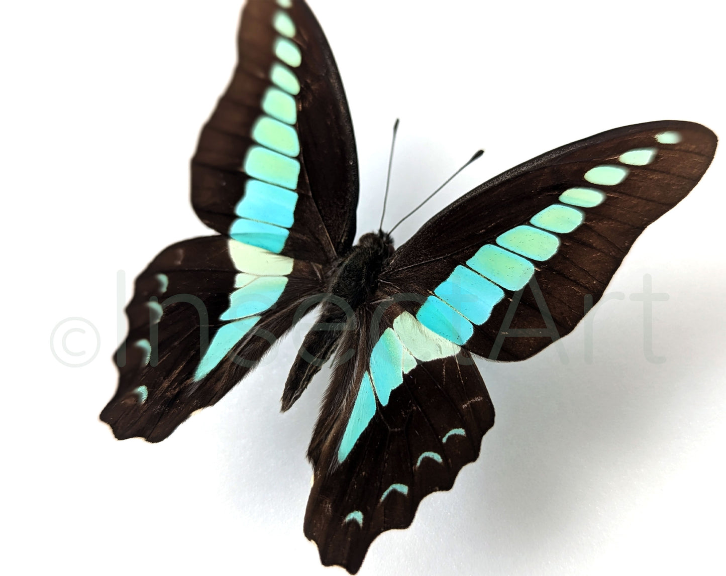 Sarpédon graphium