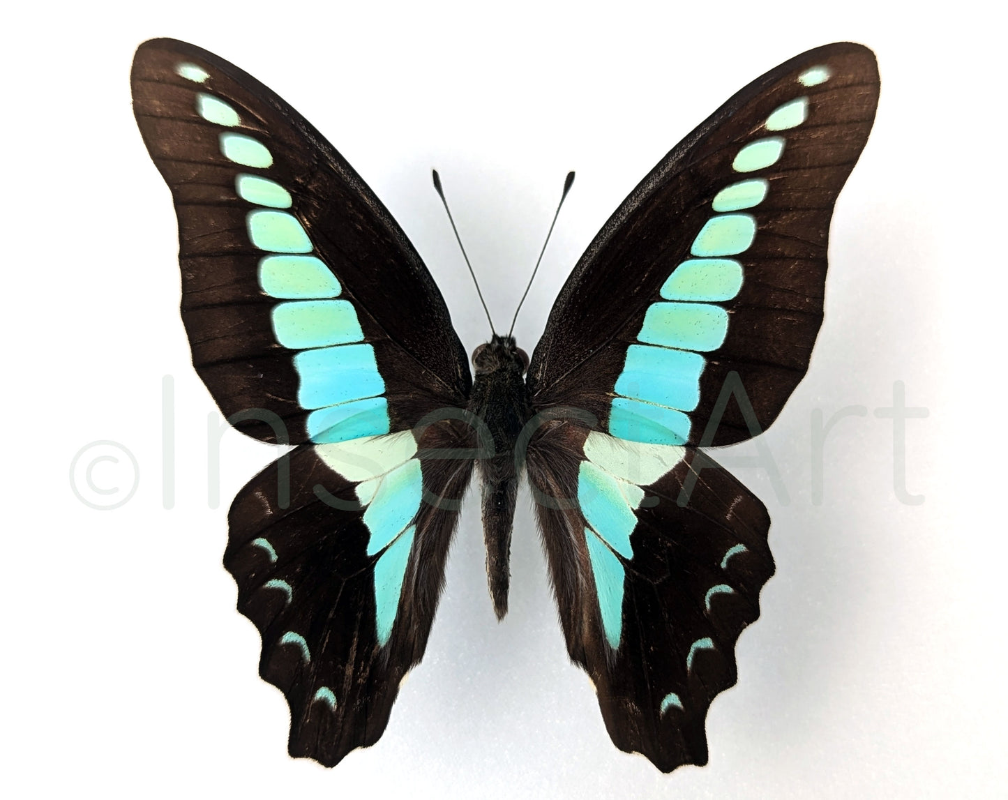 Graphium sarpedon