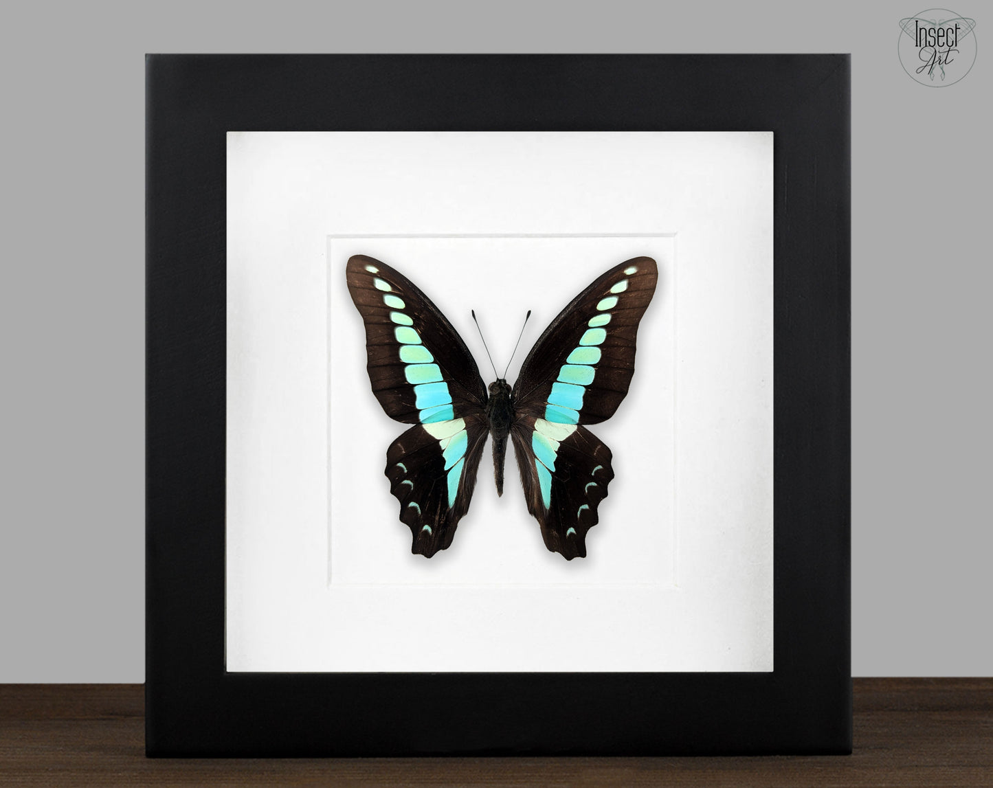 Graphium sarpedon