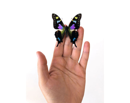 Graphium weiskei