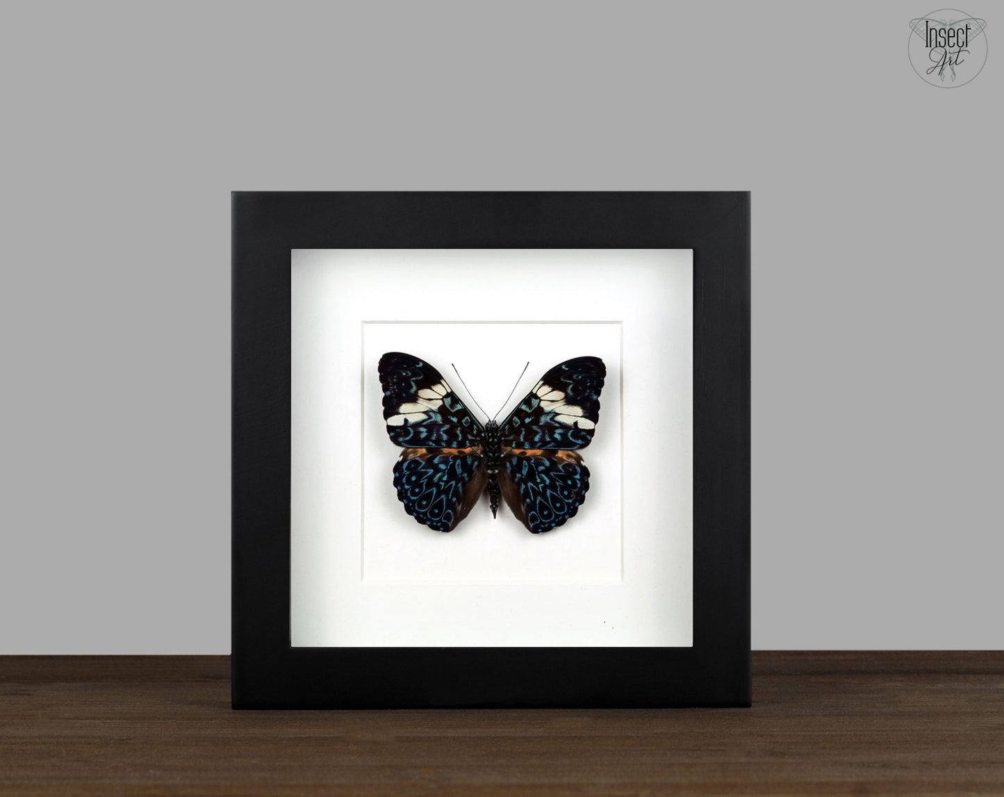 Hamadryas amphinome ♀