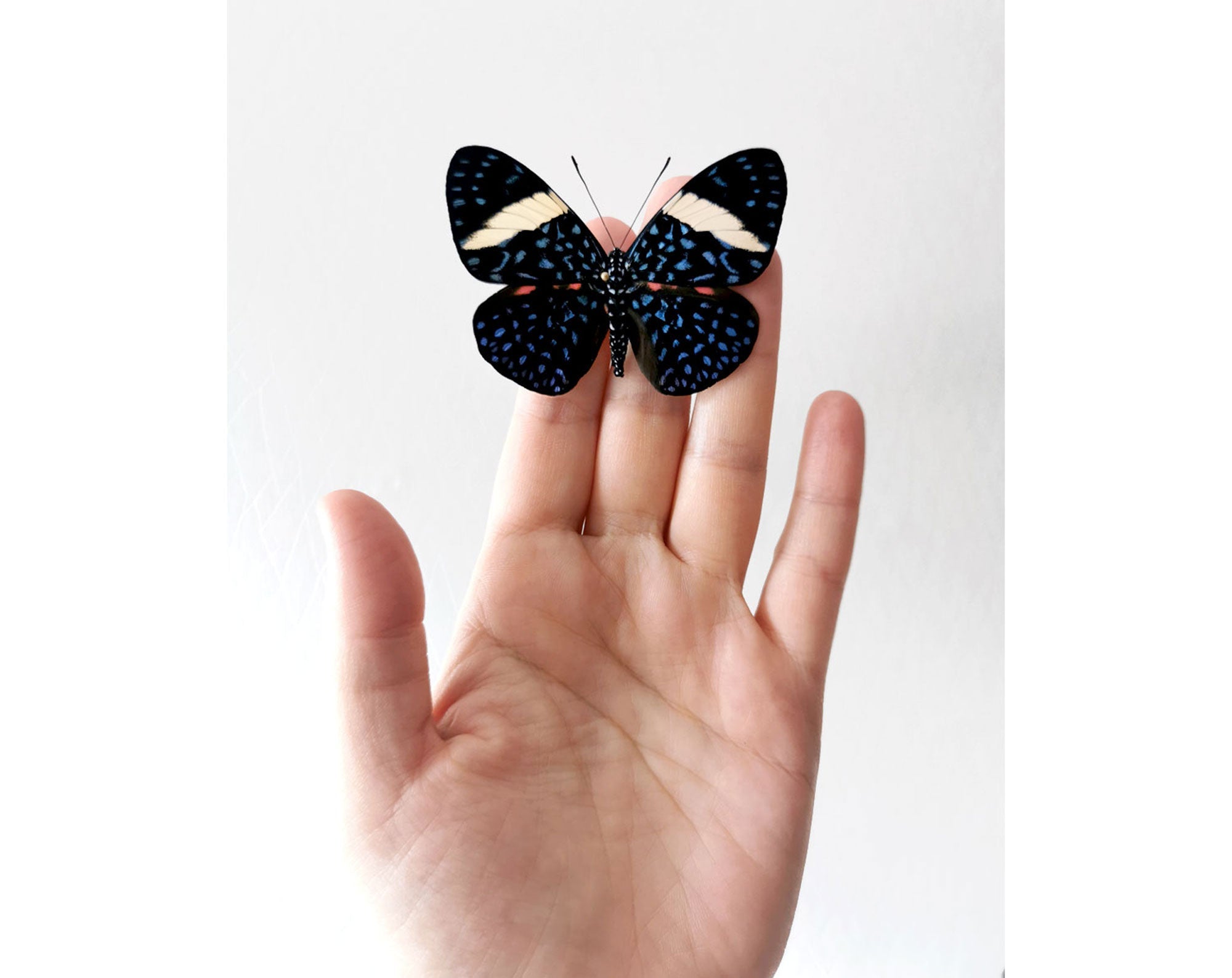 Hamadryas laodamia ♀  Schmetterling InsectArt