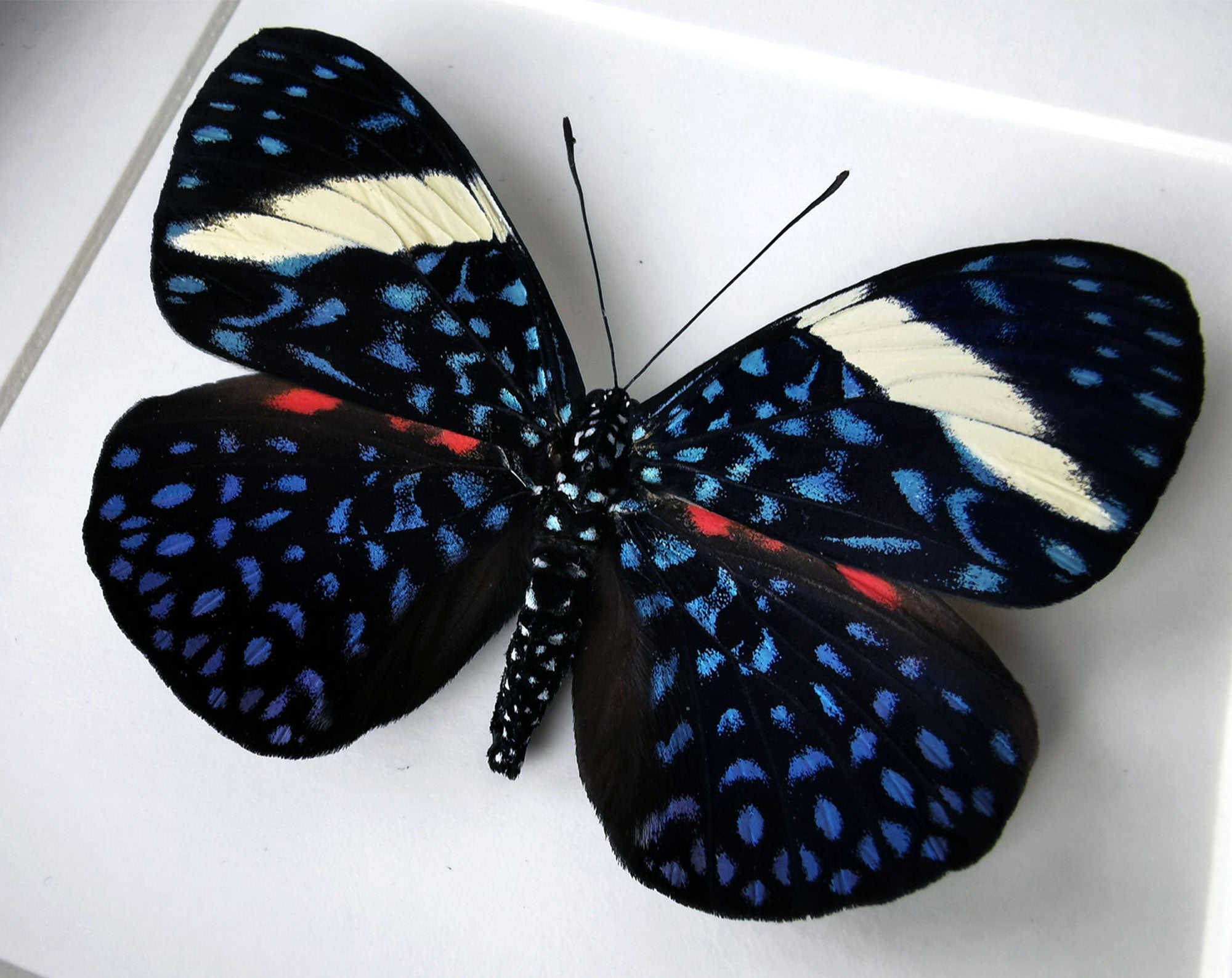 Hamadryas laodamia ♀  Schmetterling InsectArt